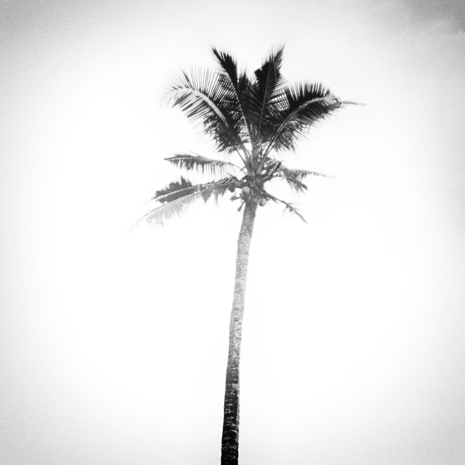 Palm Trees on Bali 3 - Ydwer.com Photography