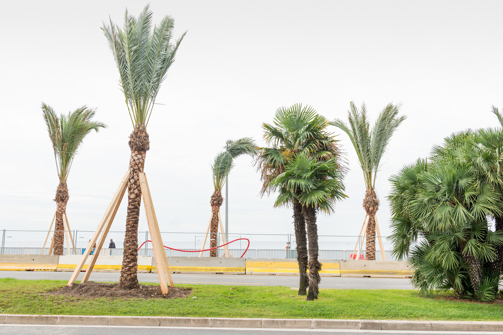 dios mio - photo gallery - Building palmtrees