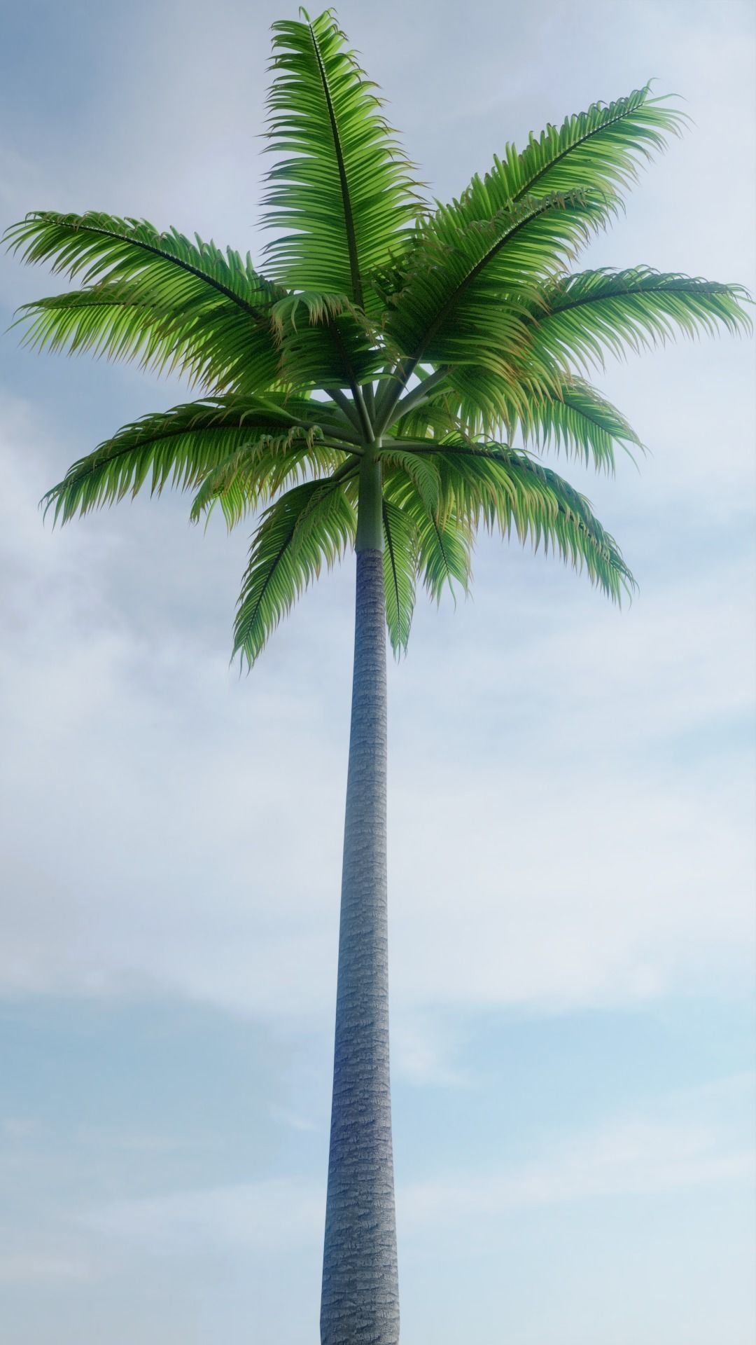 Palm Trees 3D model PBR | CGTrader