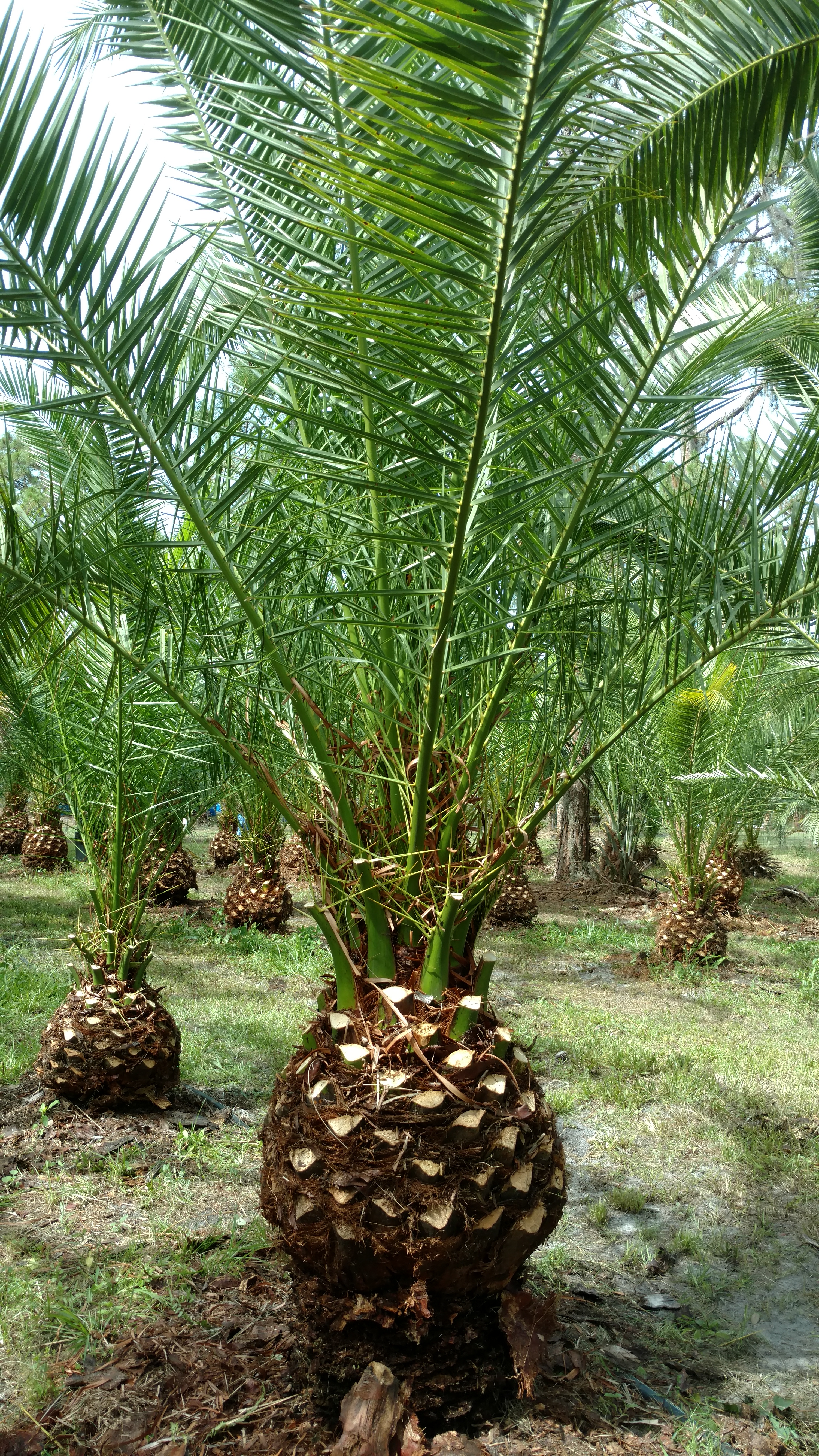 Canary Island Date Palm Tree – Hardy Palm Tree Farm