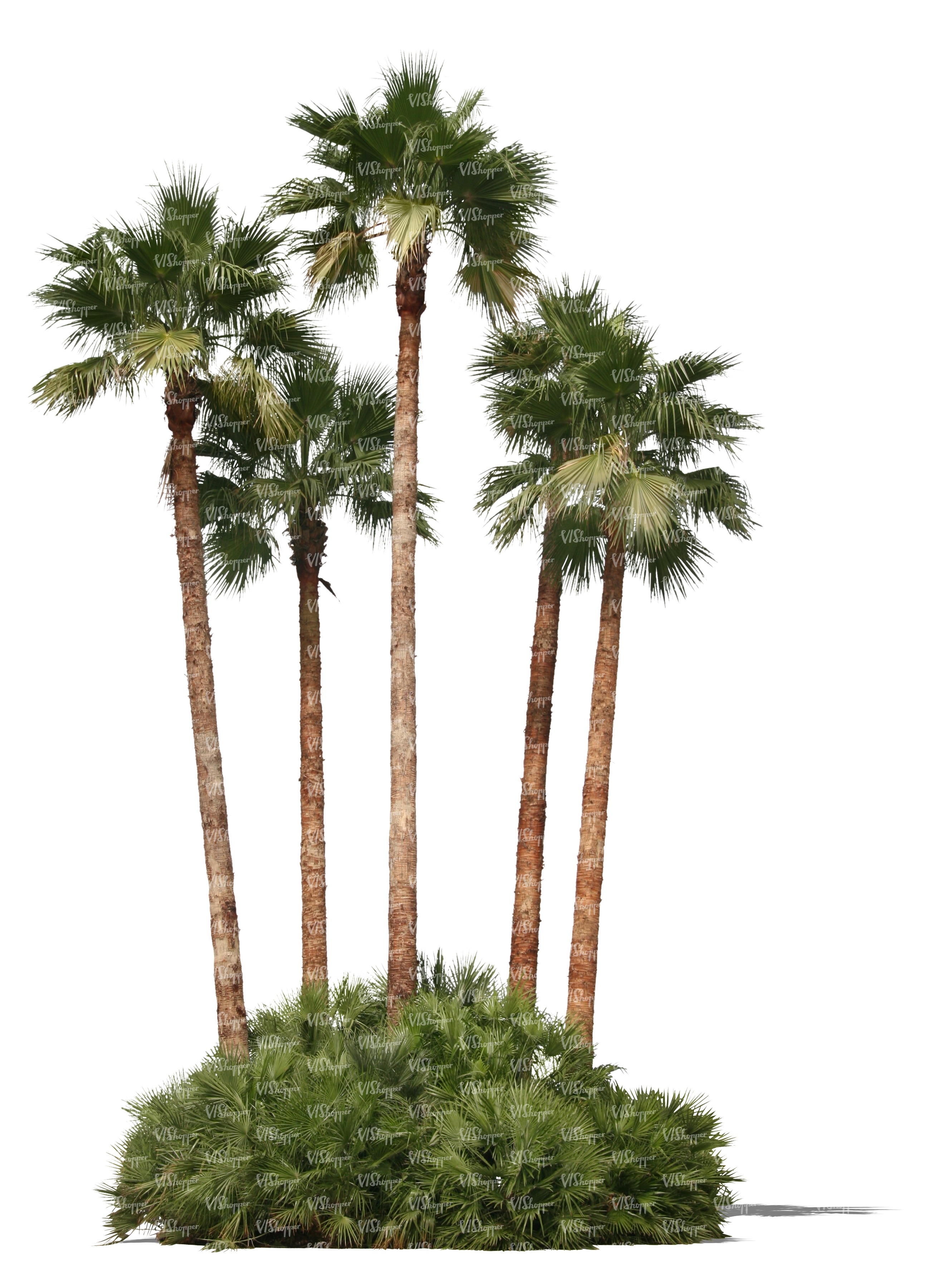 cut out group of palm trees - cut out trees and plants - VIShopper