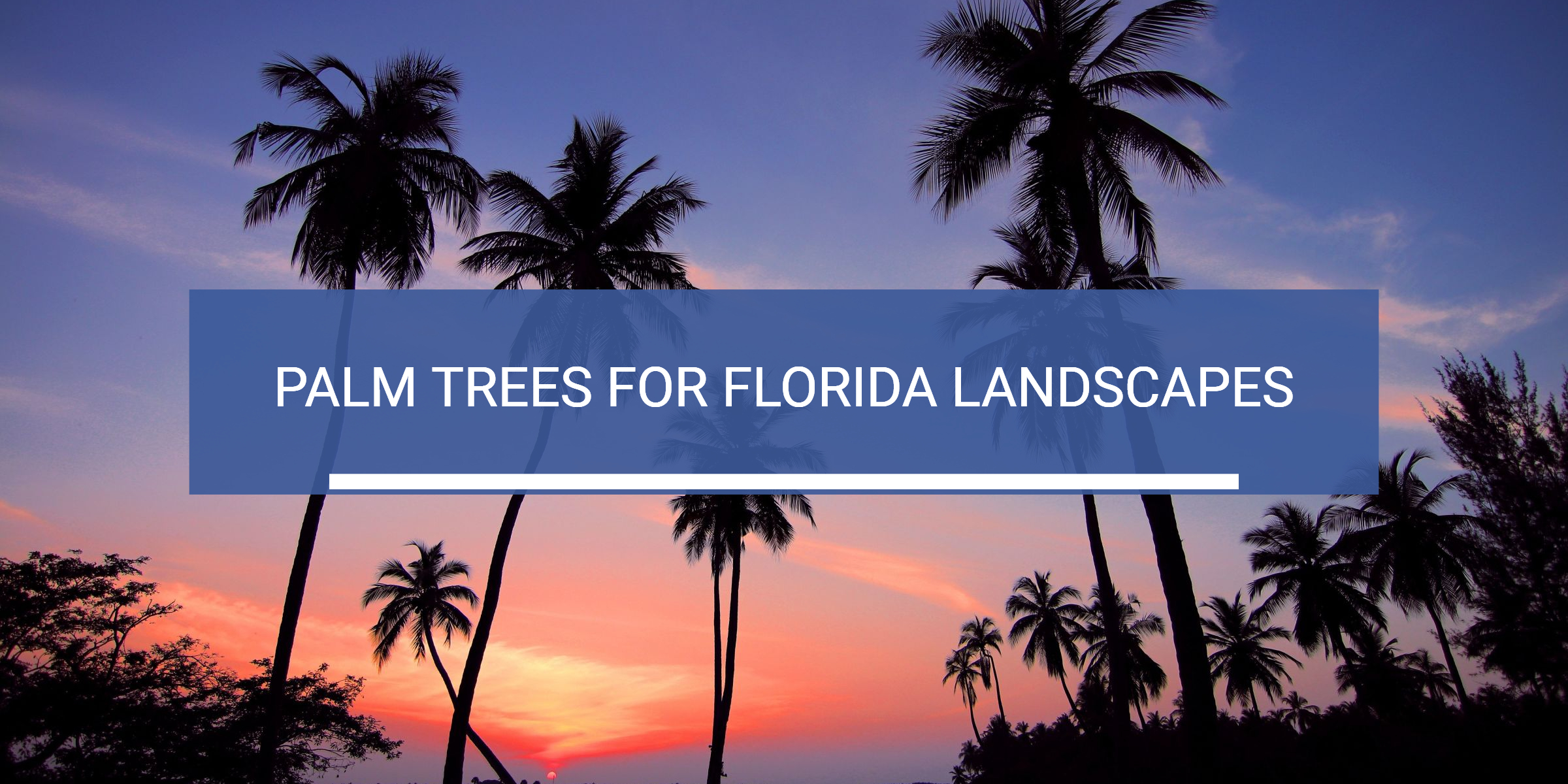 The Best Palm Trees for Florida Landscaping - Westcoast Landscape ...