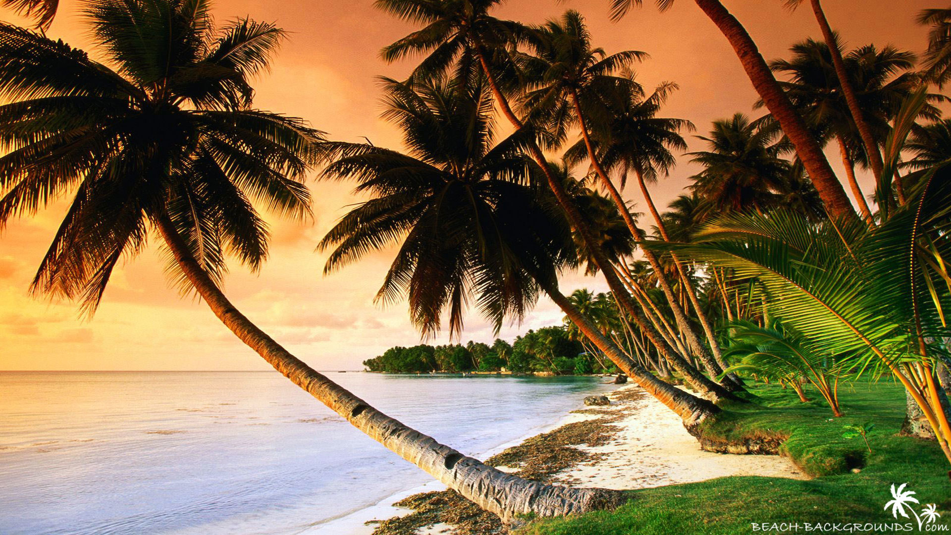 Beautiful beach palm trees on sunset - Beach Wallpapers