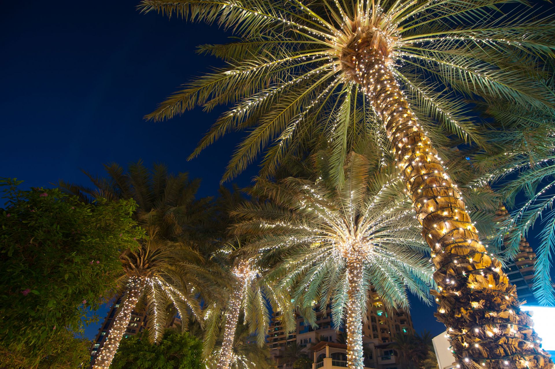 Protecting Palm Trees in Winter - Gulfside Landscaping