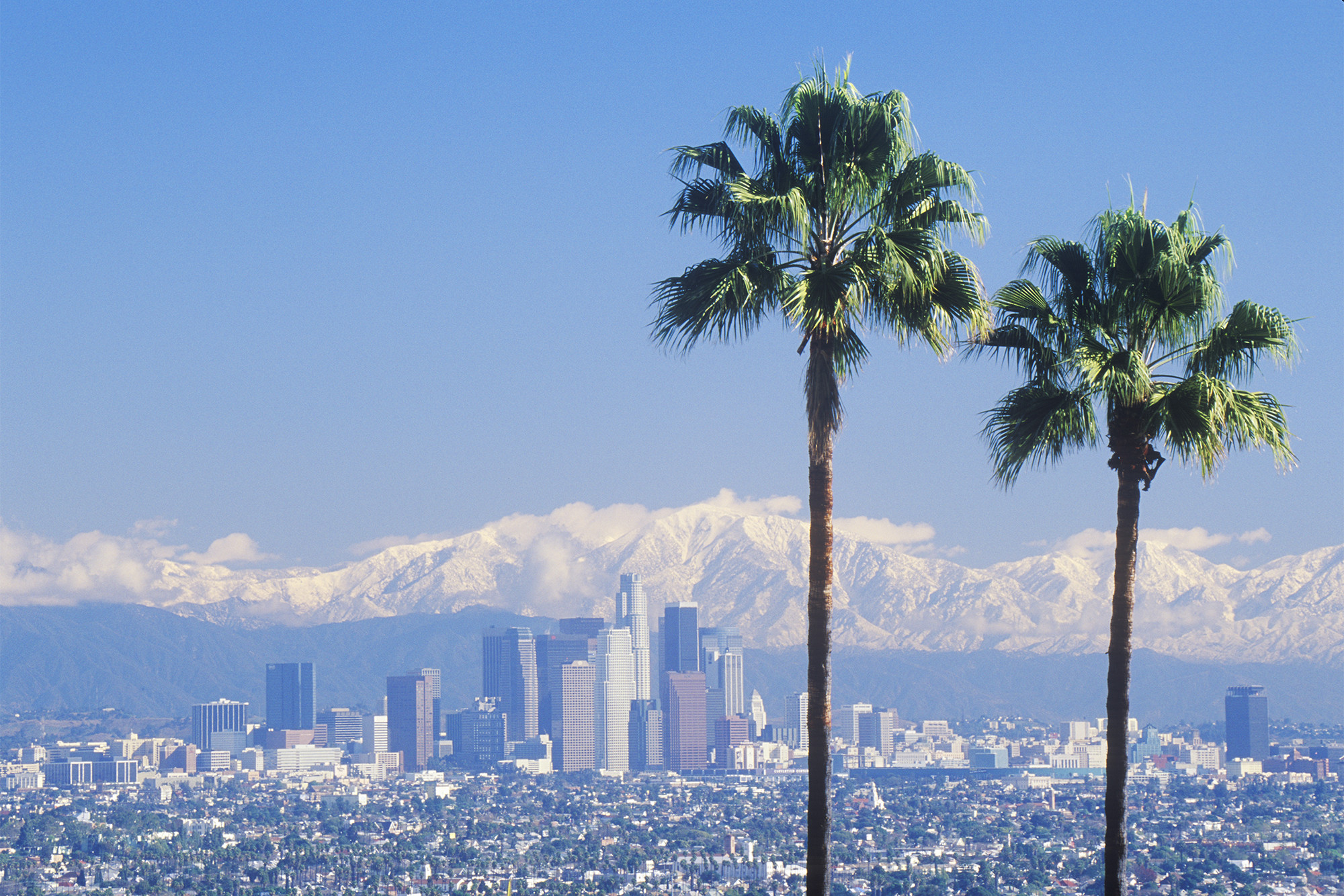 LA's palm trees are dying and they won't be replaced