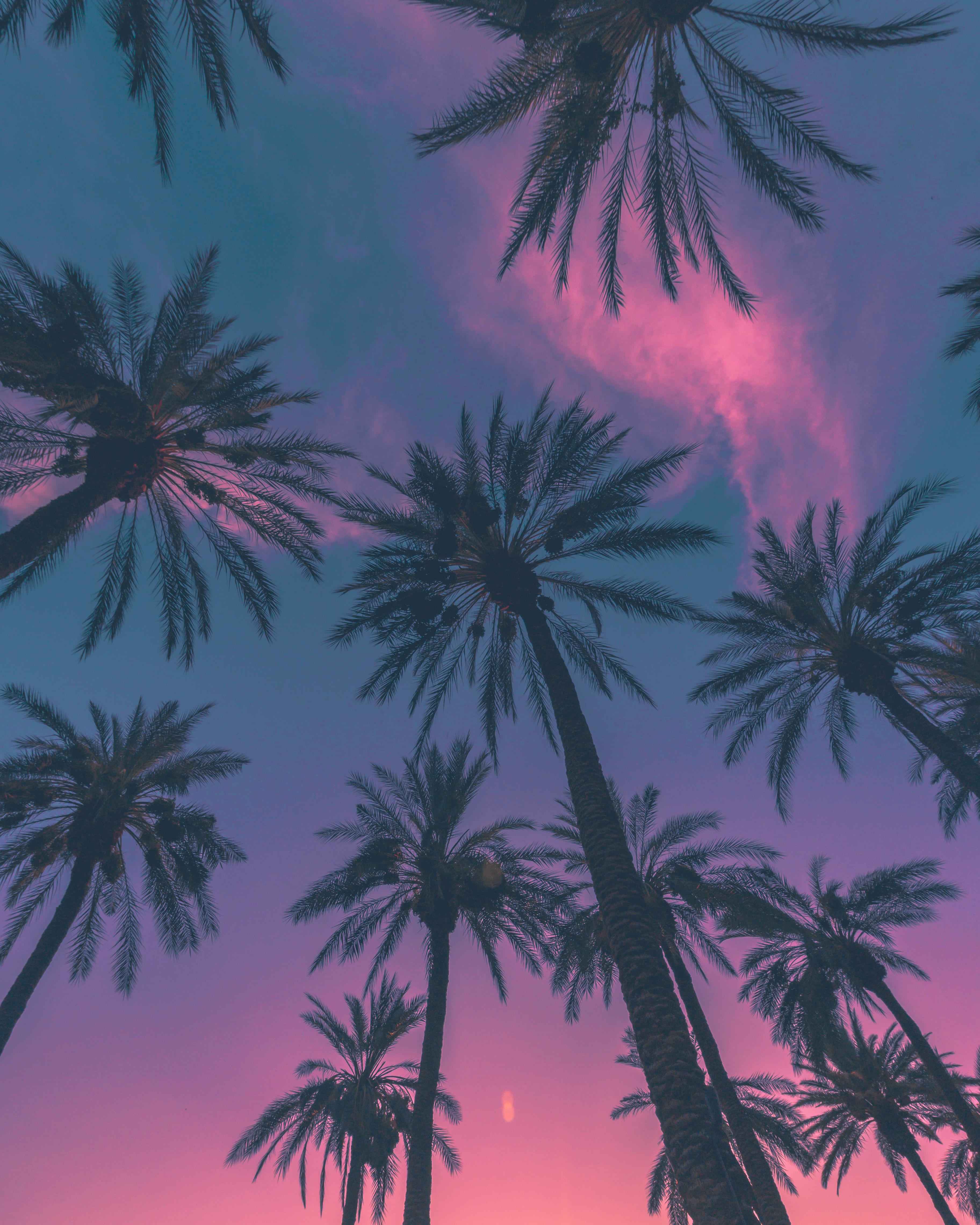 ITAP of Some Palm Trees : itookapicture