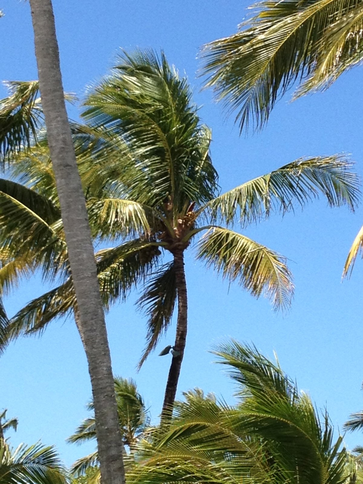 Bye-Bye Bahamas – Watercolor of Palm Trees – Frances Schultz