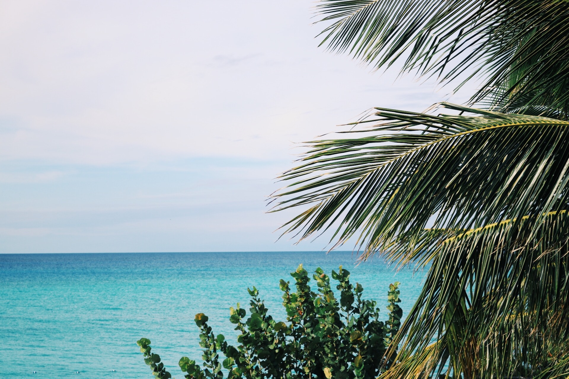 Palm Trees and Green Leaf Plant Near Body of Water, Beach, Sea, Vacation, Tropical, HQ Photo