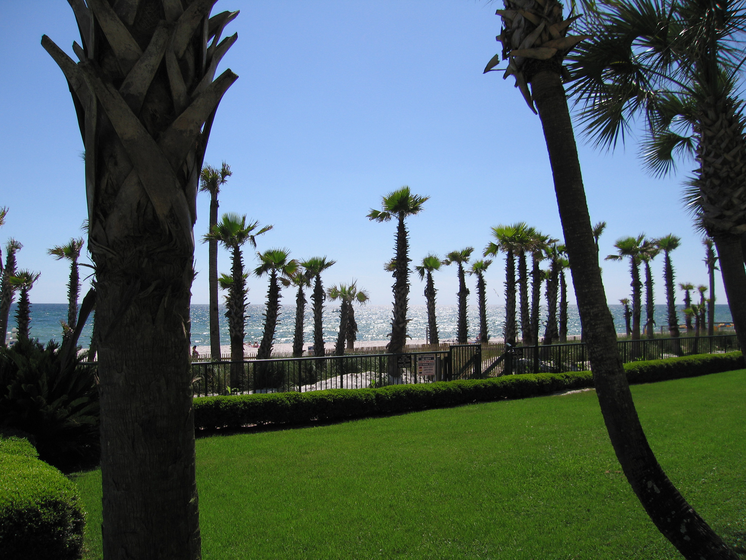 Palm trees and oceanfront photo