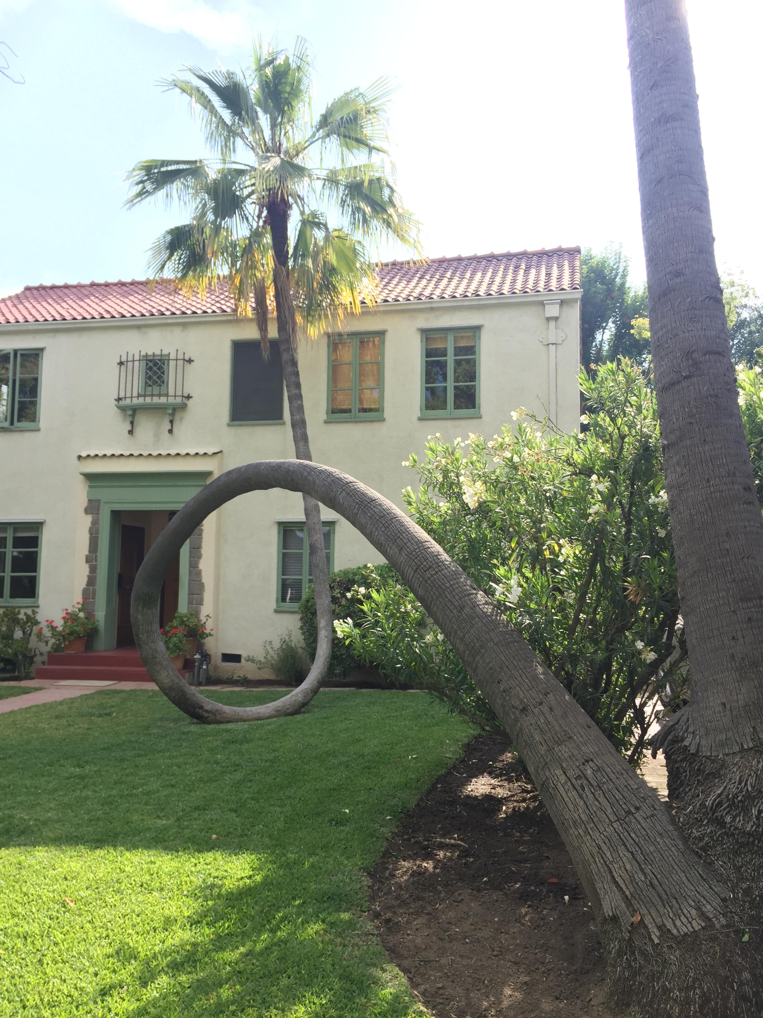 this palm tree fell over and curved right back up : mildlyinteresting