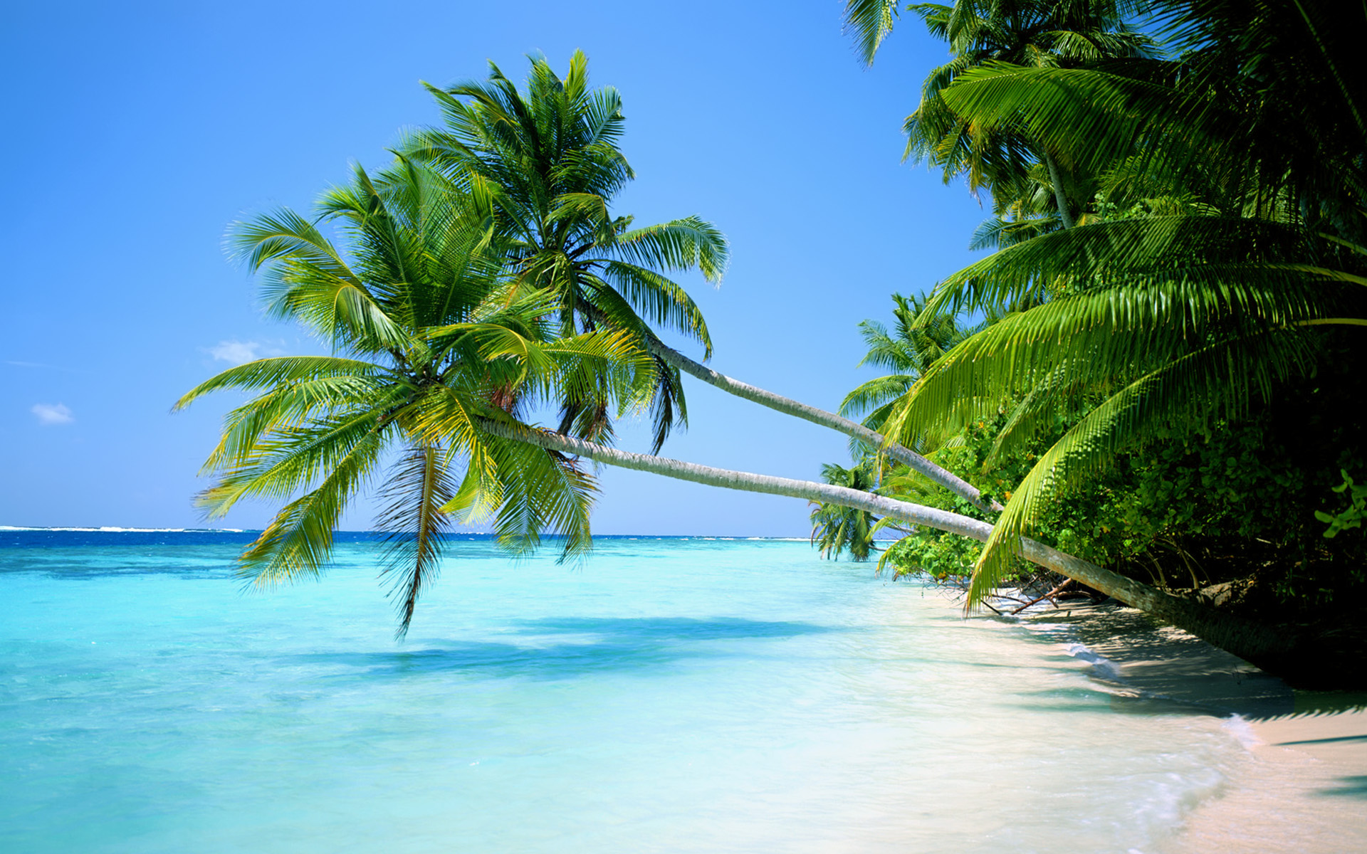 Tropical Beaches With Palm Trees HD Wallpaper, Background Images