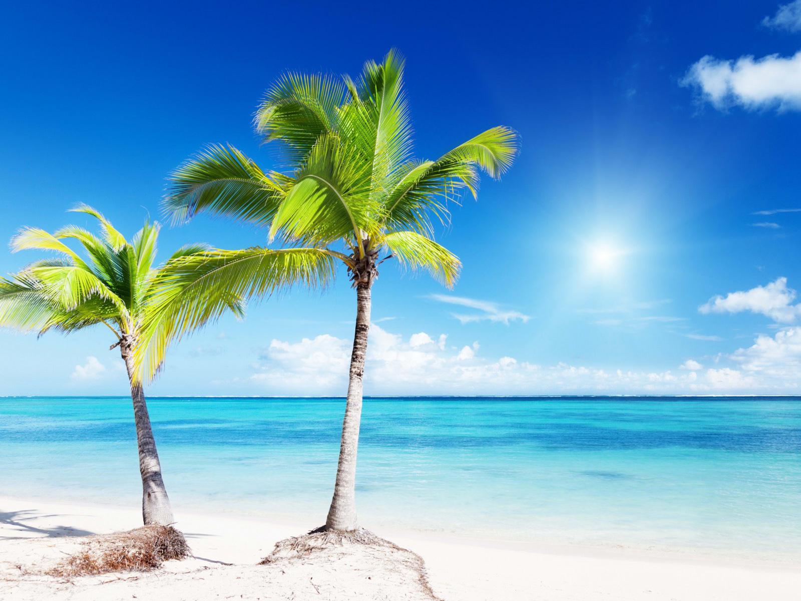Tropical Beaches With Palm Trees HD Wallpaper, Background Images
