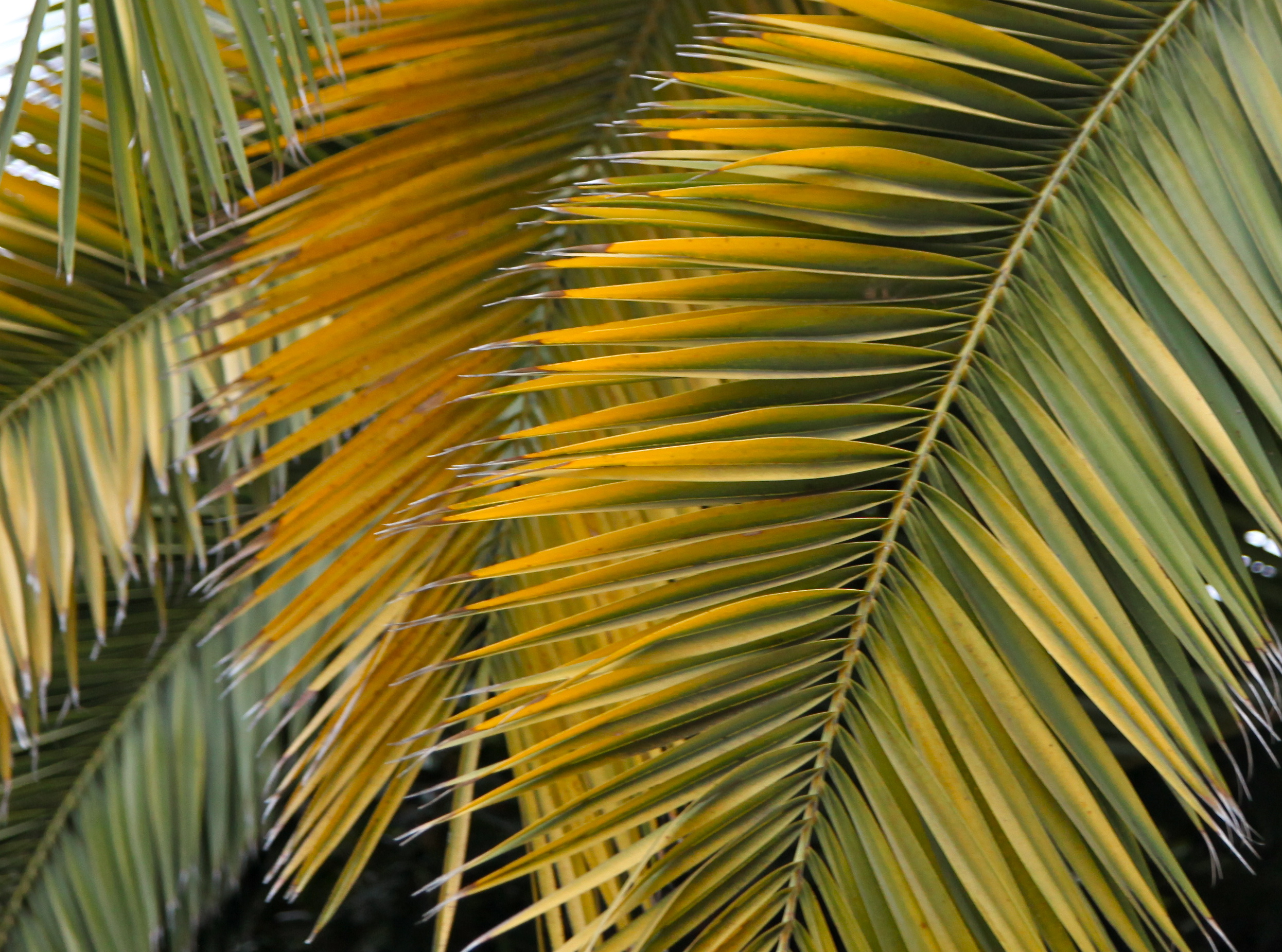 Waving the Palms | UUA.org