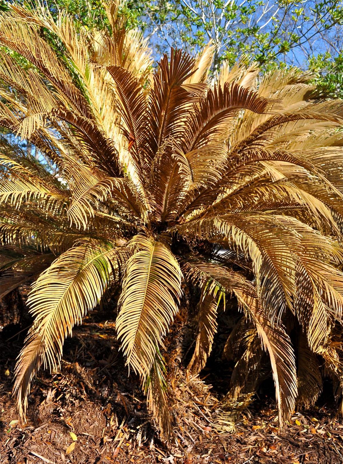 Sago palms can be deadly for family pets | Features | postandcourier.com