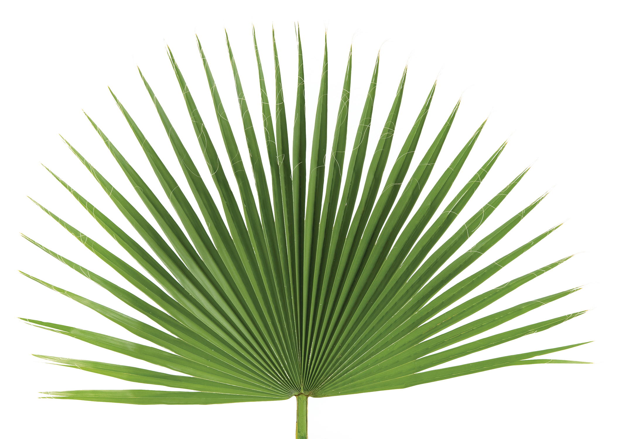 Palm Sunday Palm Strips | Long | bag of 100 - ChurchSupplies.com