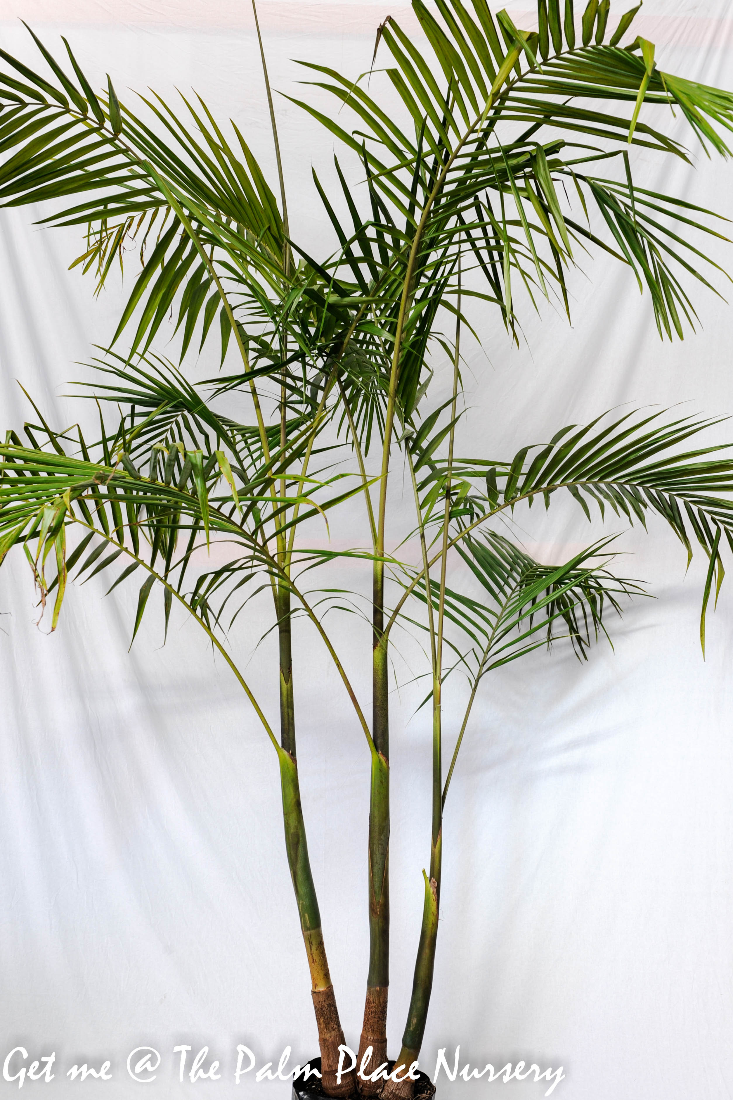 Bangalow Palms 40cm x 5 - Bulk Buy and Save