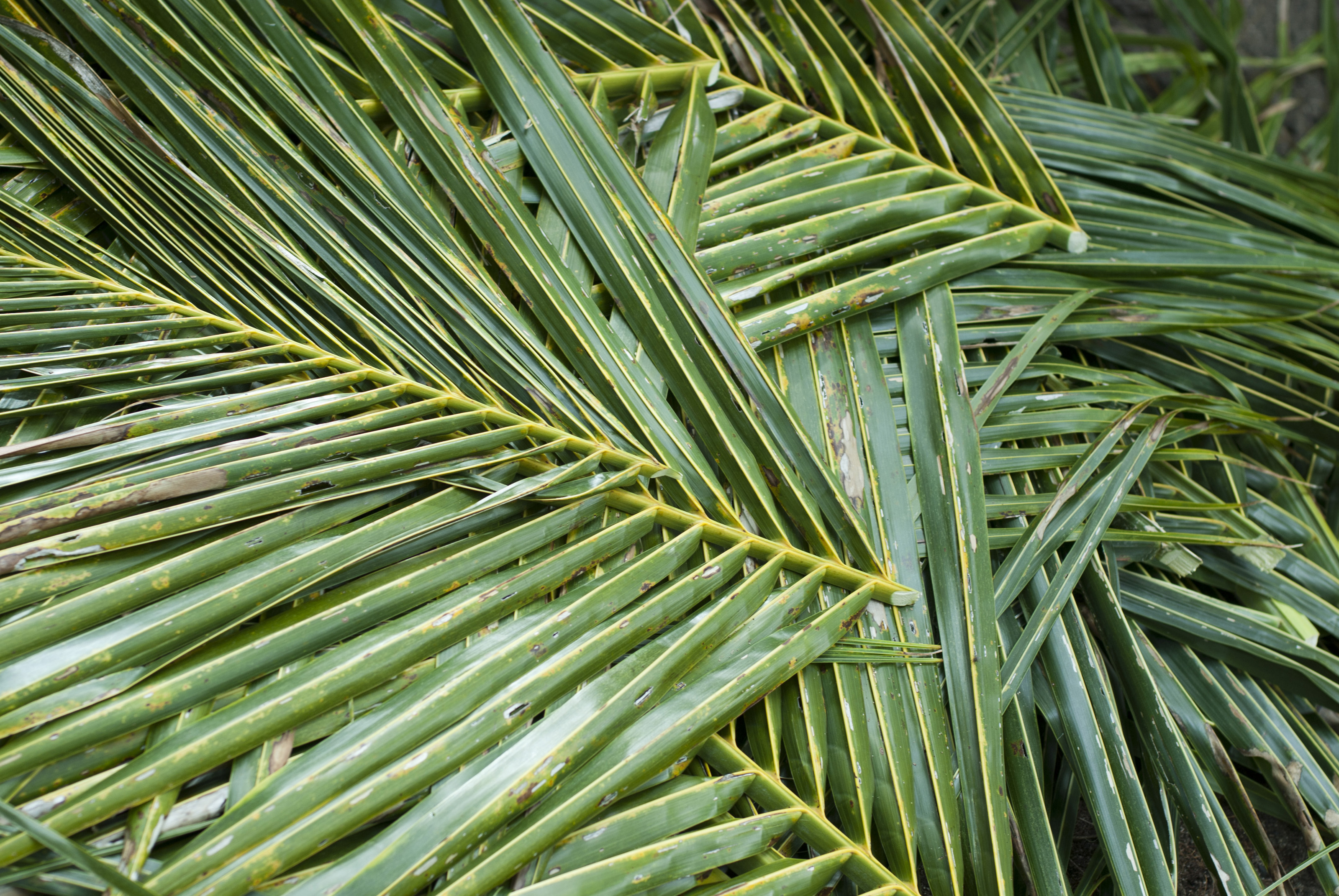 Palms | Maryology