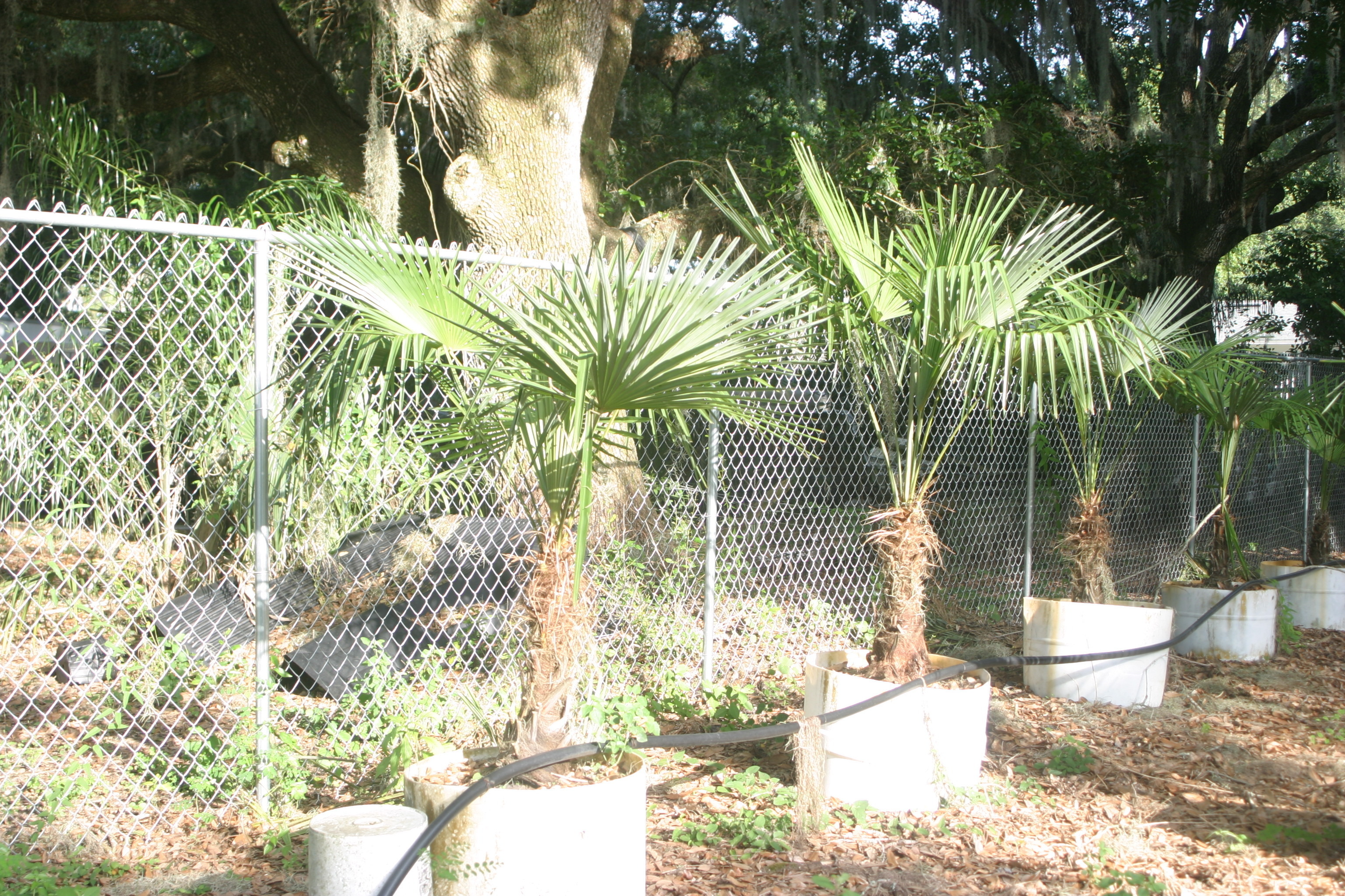 Windmill Palm Tree – Hardy Palm Tree Farm