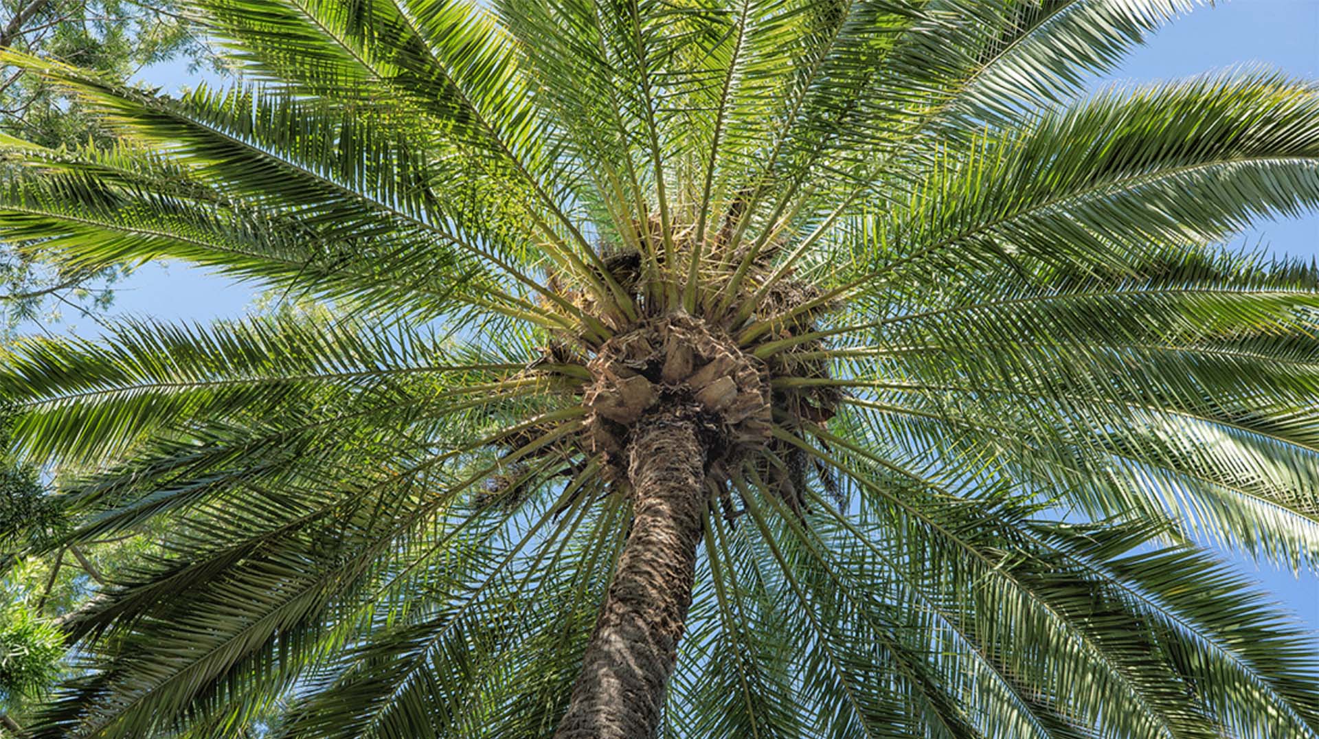 Palm | San Diego Zoo Animals & Plants