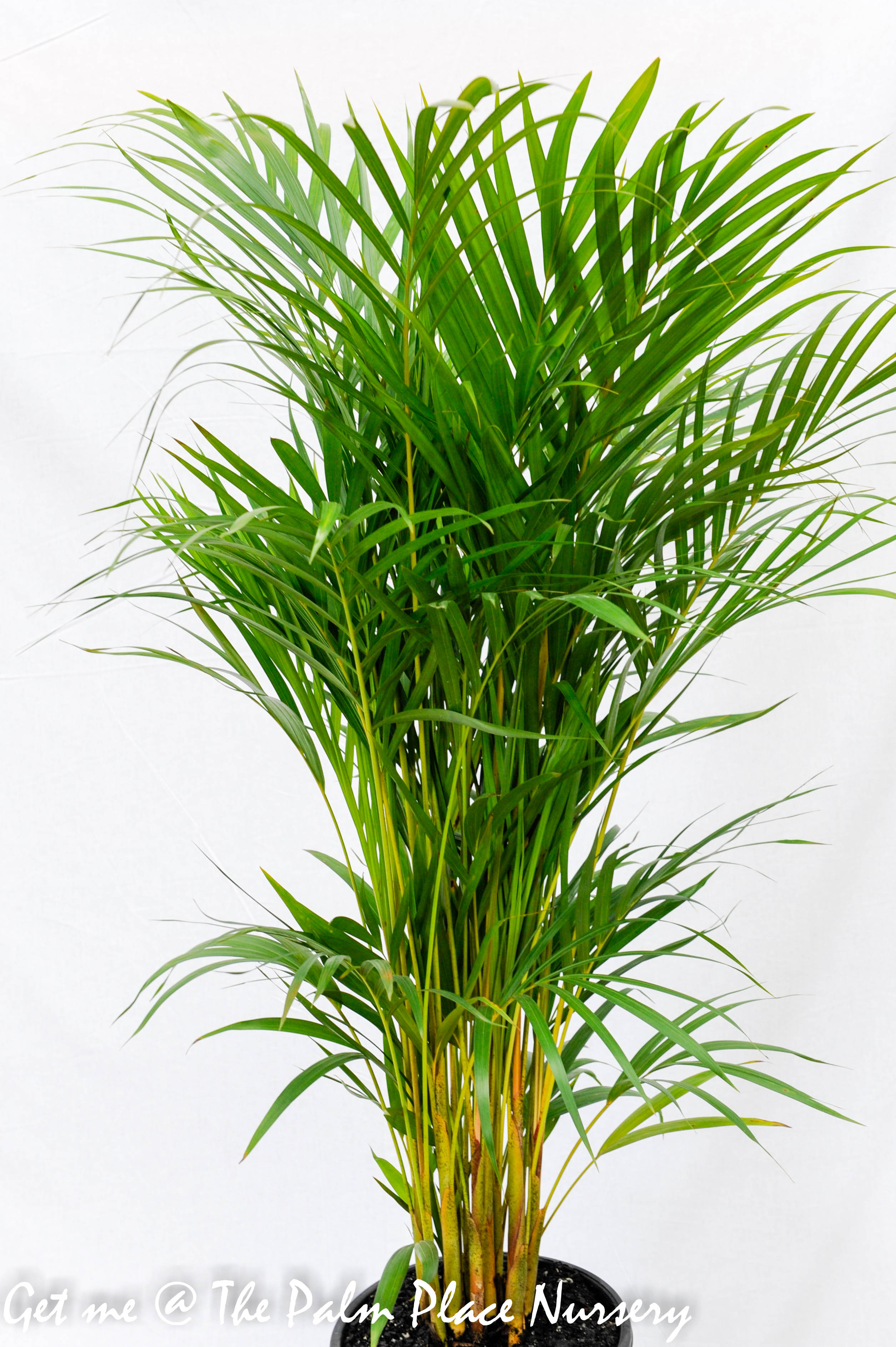 Golden Cane Palm 25cm