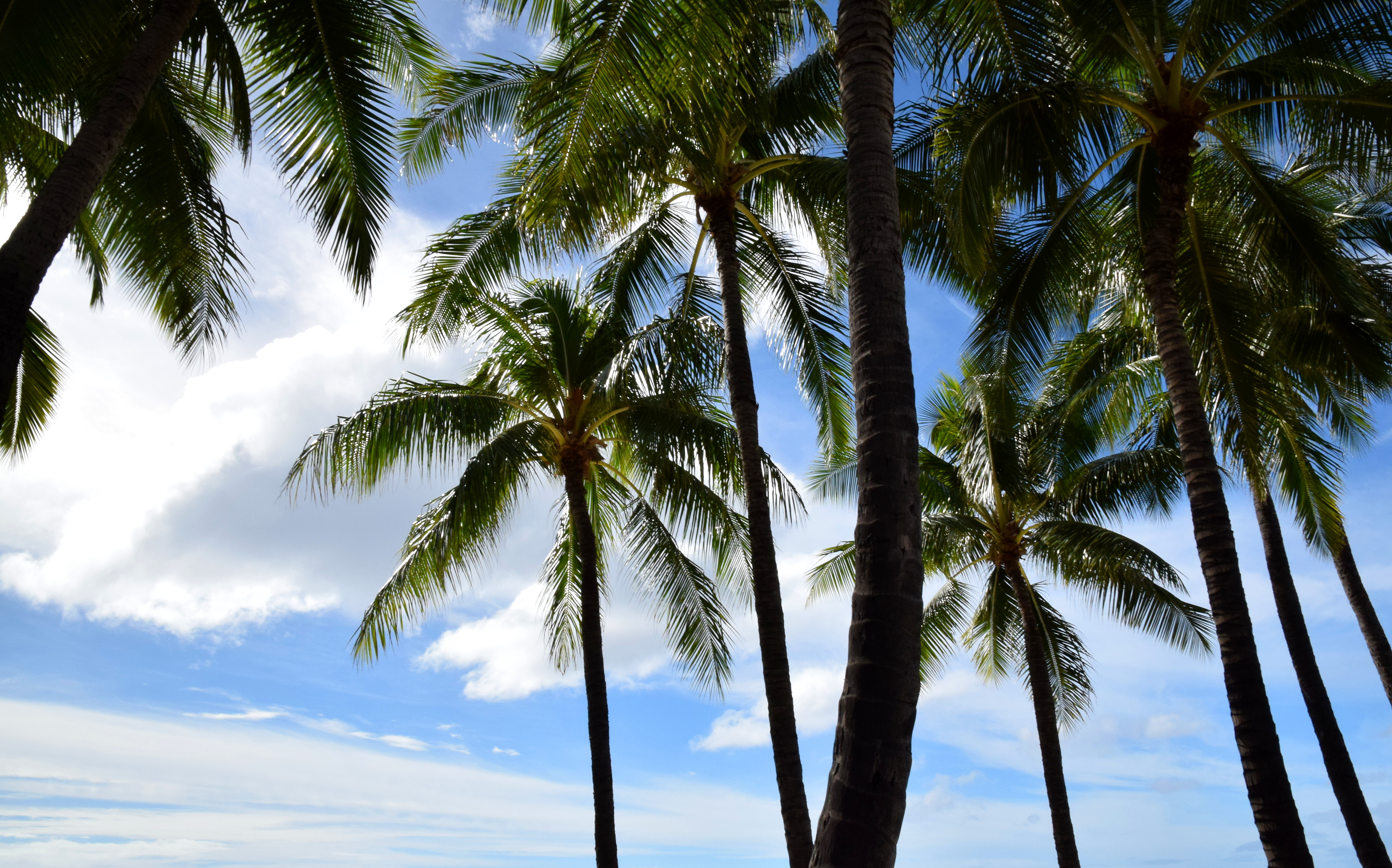 File:Palms and Sky (23231226964).jpg - Wikimedia Commons