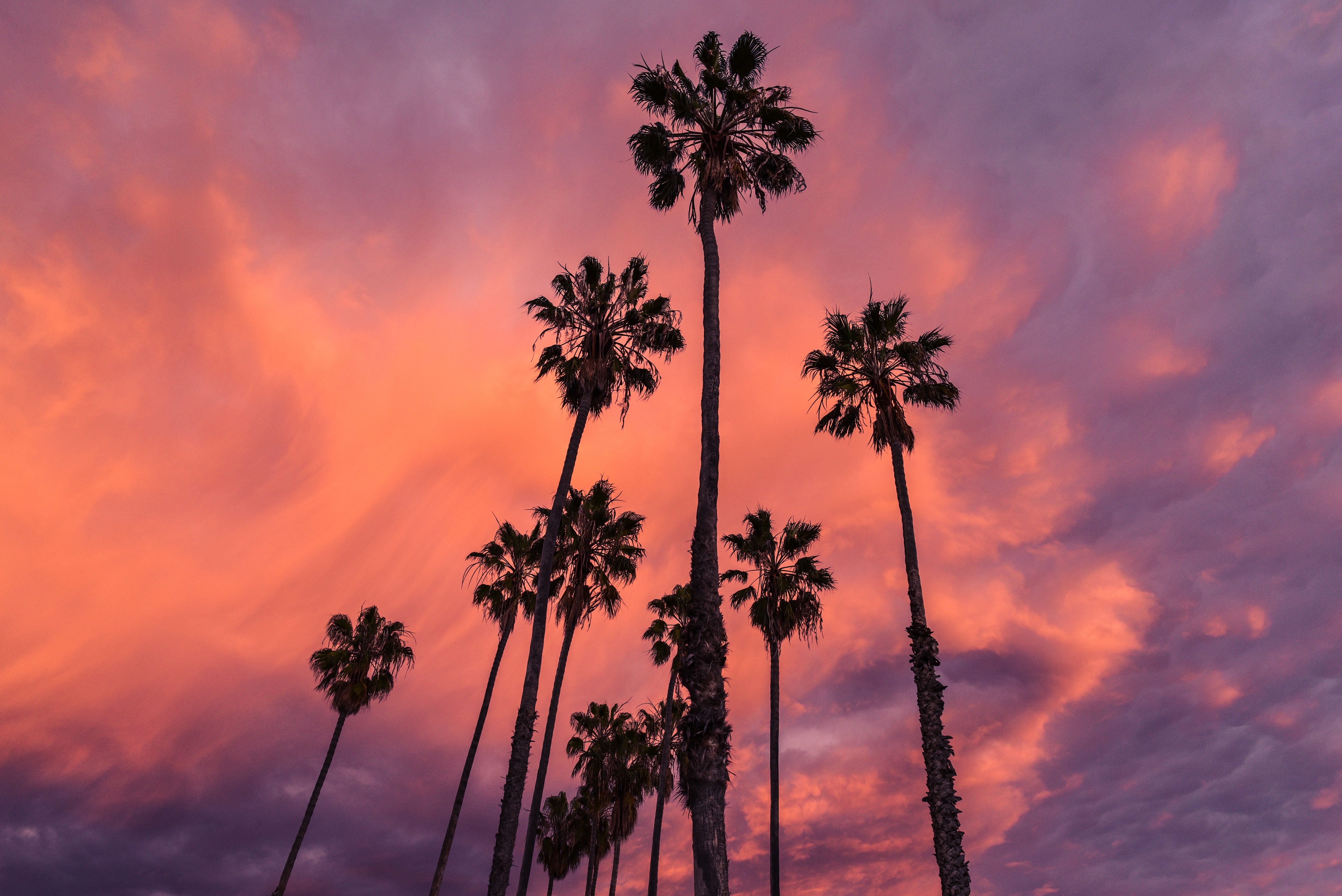 Free stock photo of clouds, nature, palms