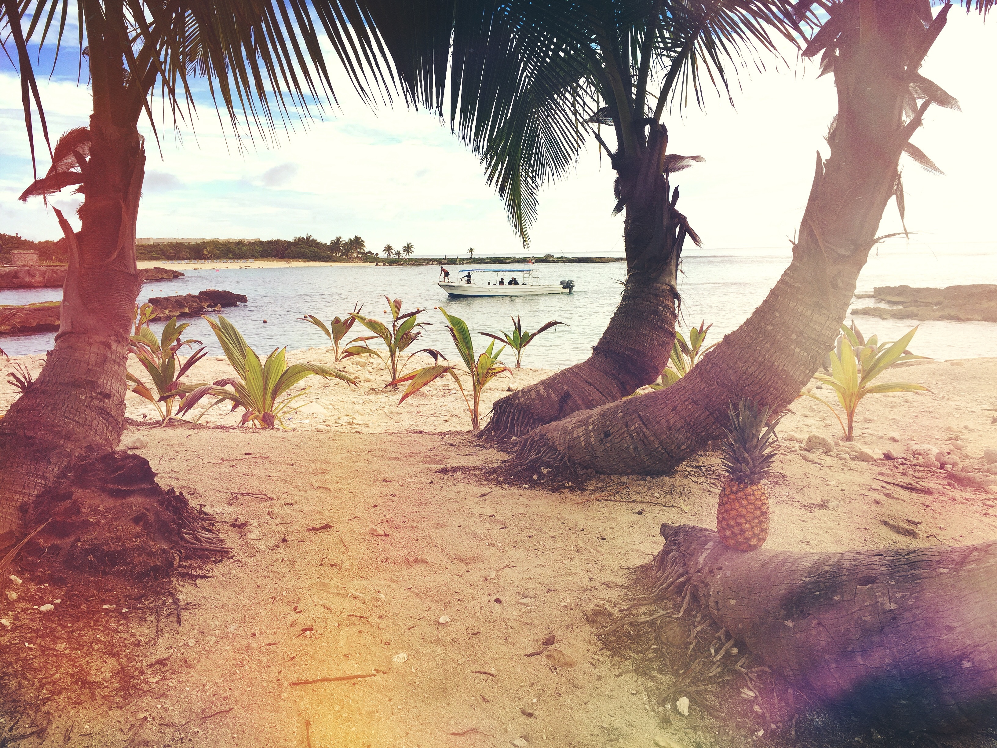 Palms at the beach photo