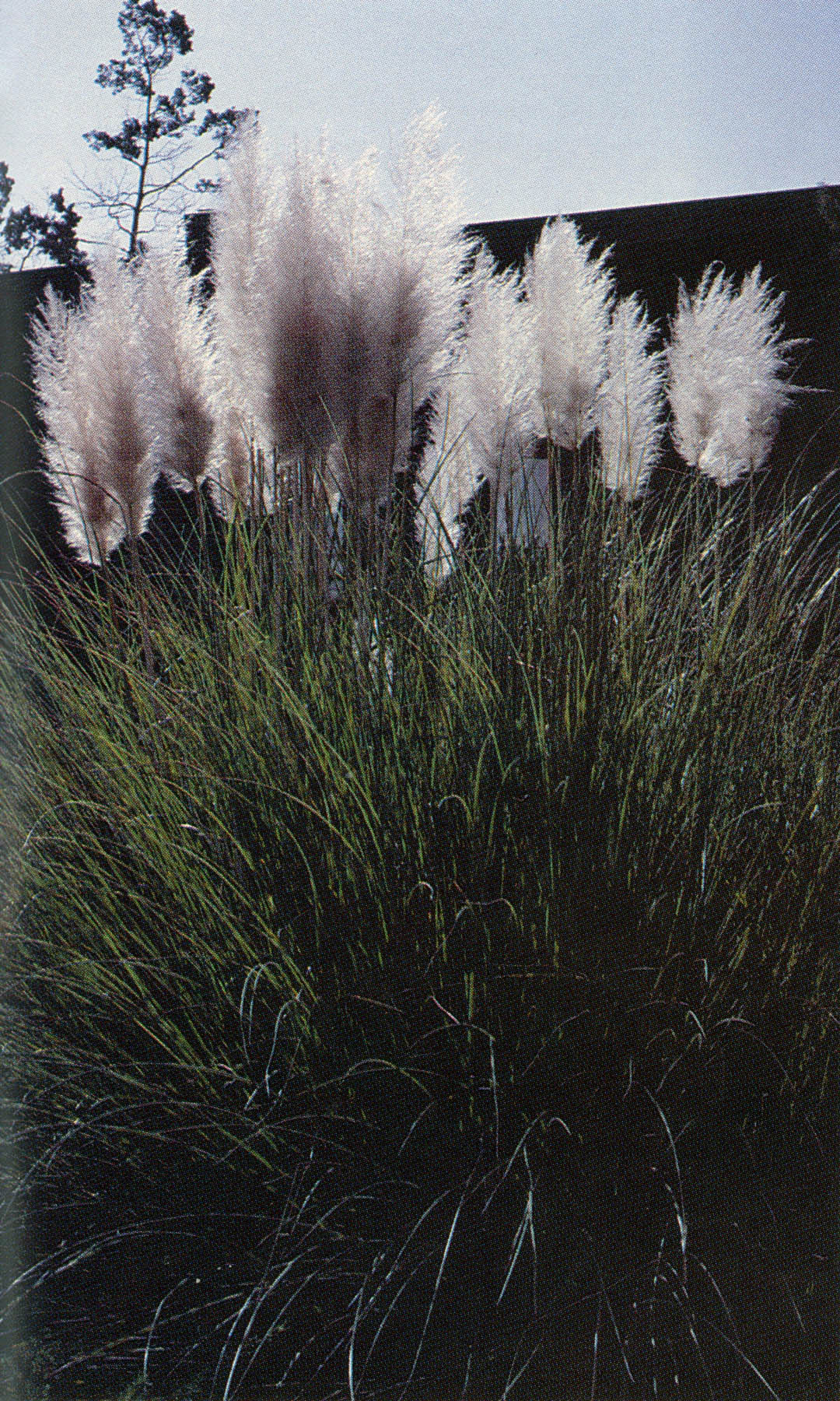 Pacific Horticulture Society | Pampas Grasses: One a Weed and One a ...