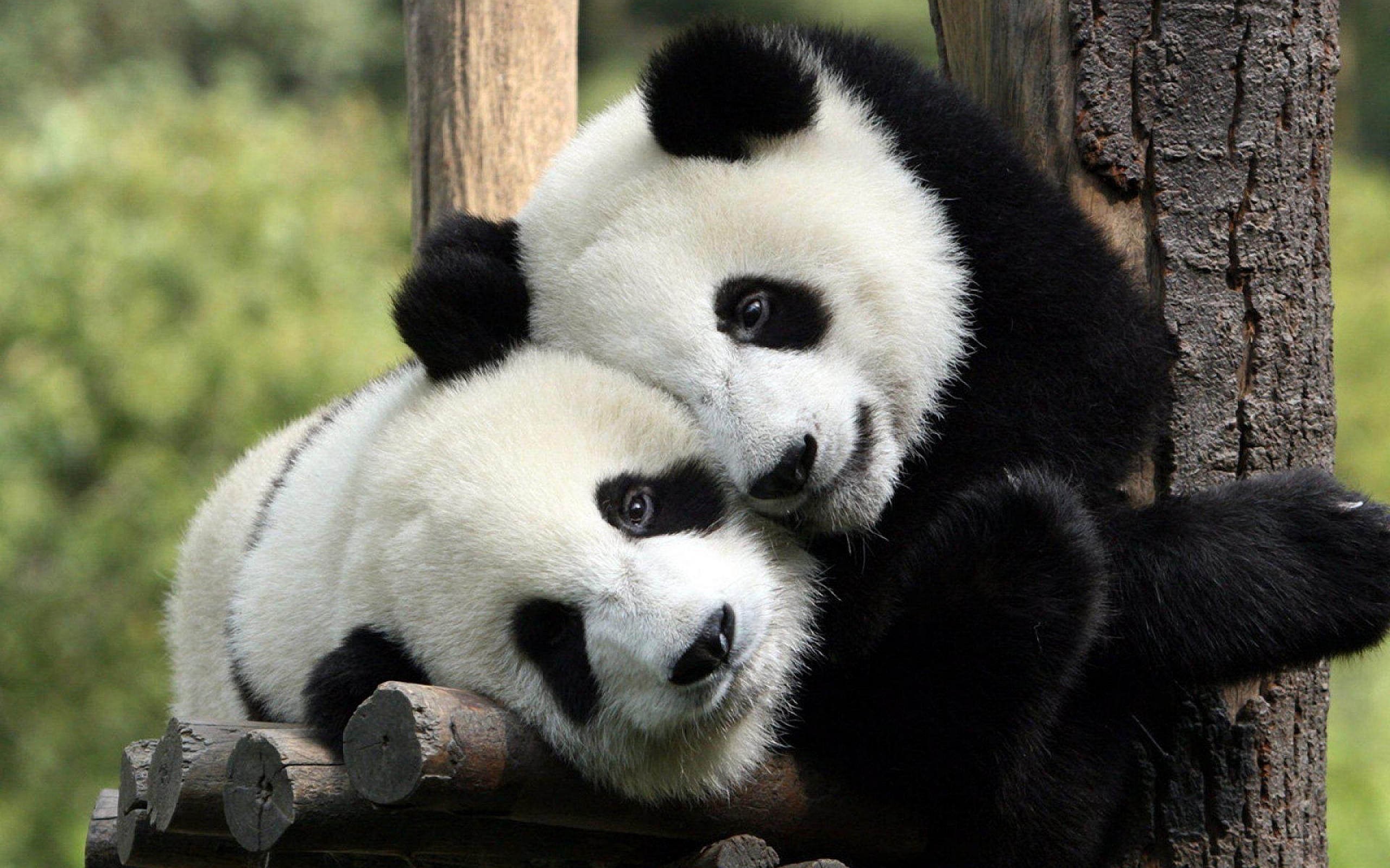 File:6990634-panda-hug.jpg - Wikimedia Commons
