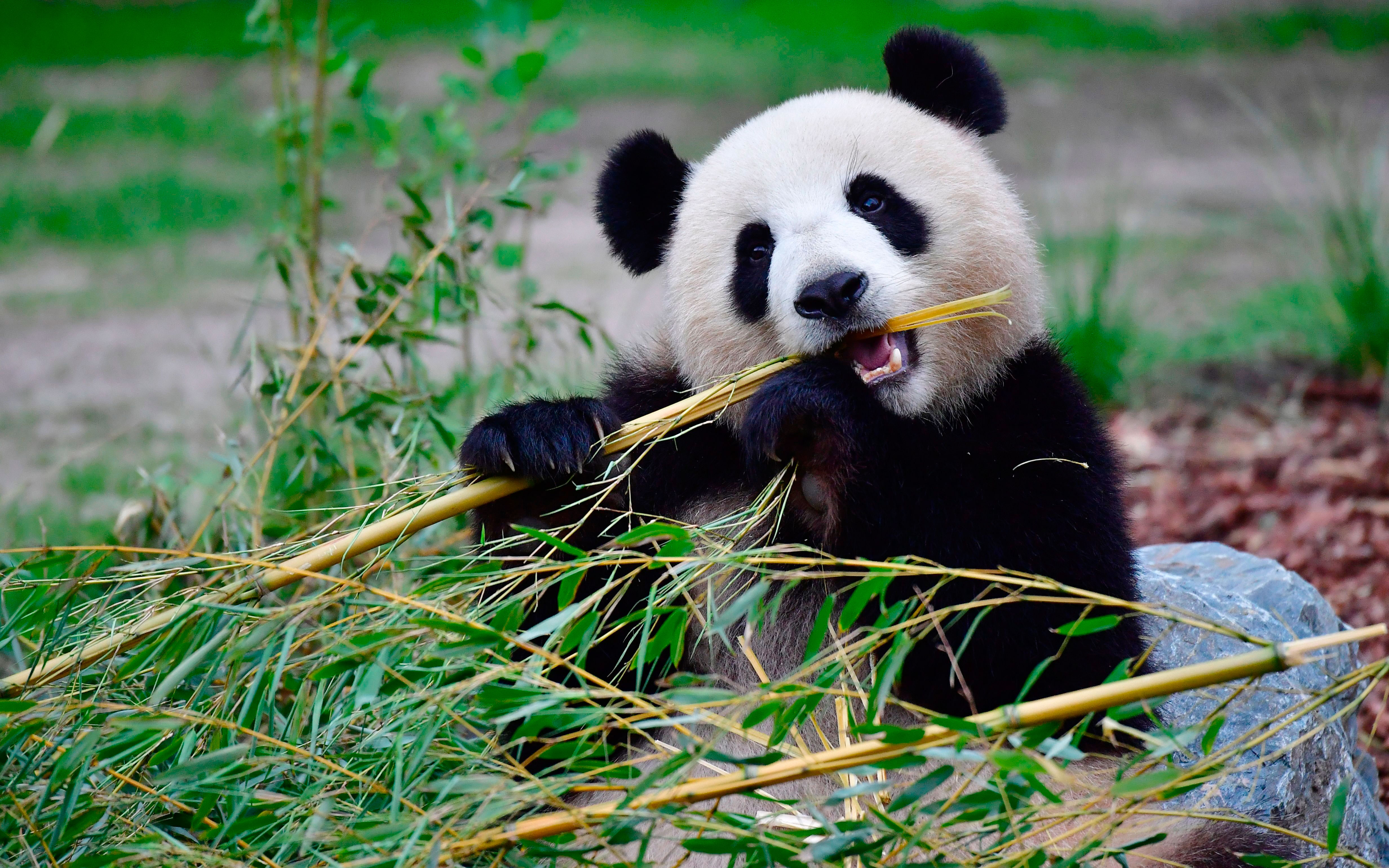 Zoo Berlin Panda Meng Meng in Puberty, Frustrated Walking Backwards ...