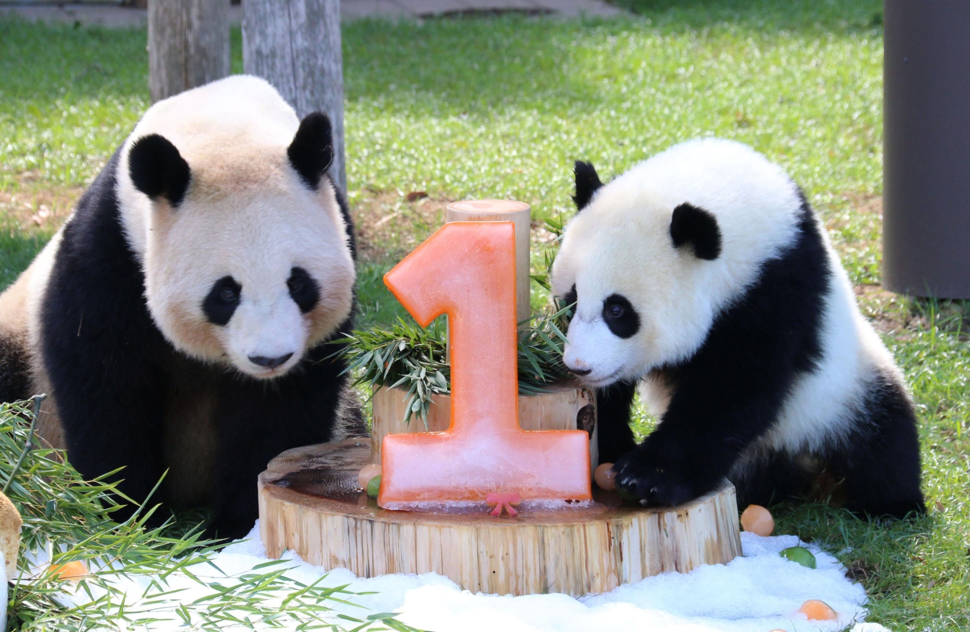 Wakayama zoo celebrates baby panda Yuihin's first birthday | The ...