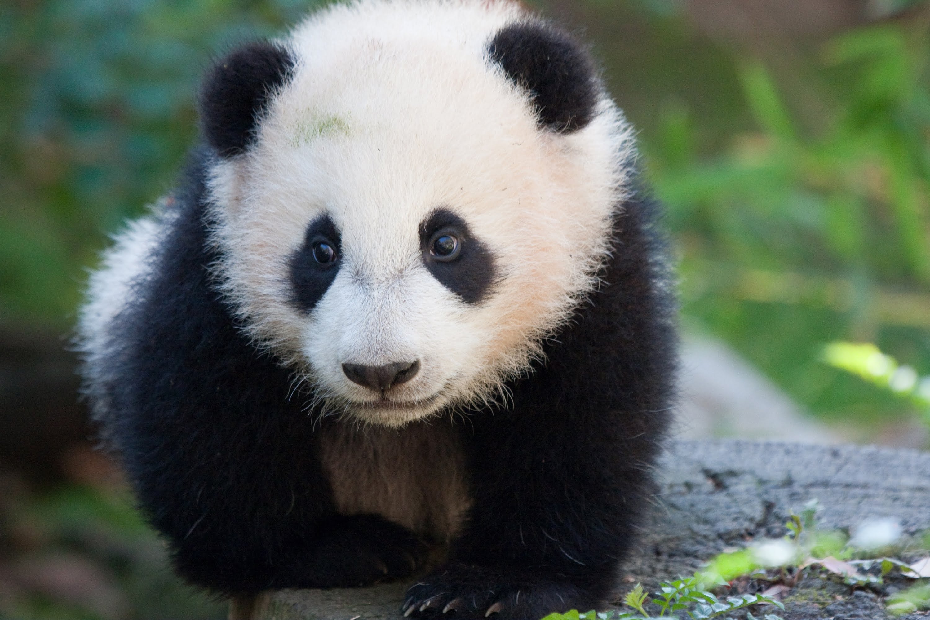 Panda Bear: Giant Animals for Children Kids Videos Kindergarten ...