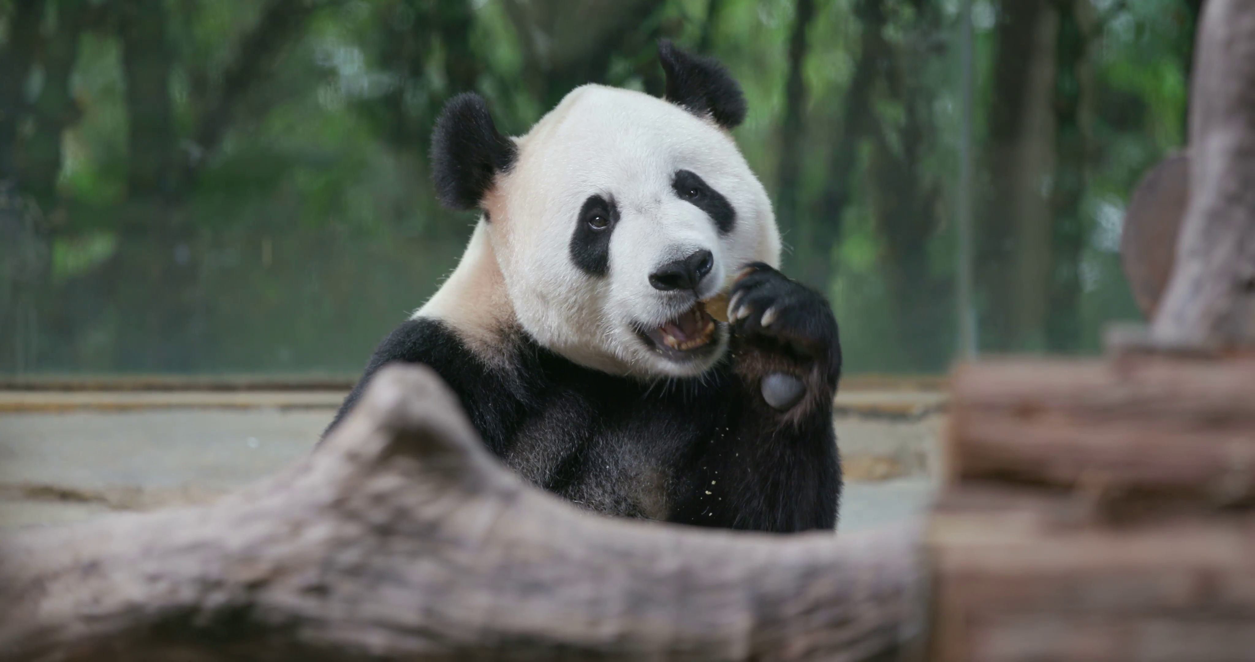 Giant Panda bear zoo Stock Video Footage - VideoBlocks