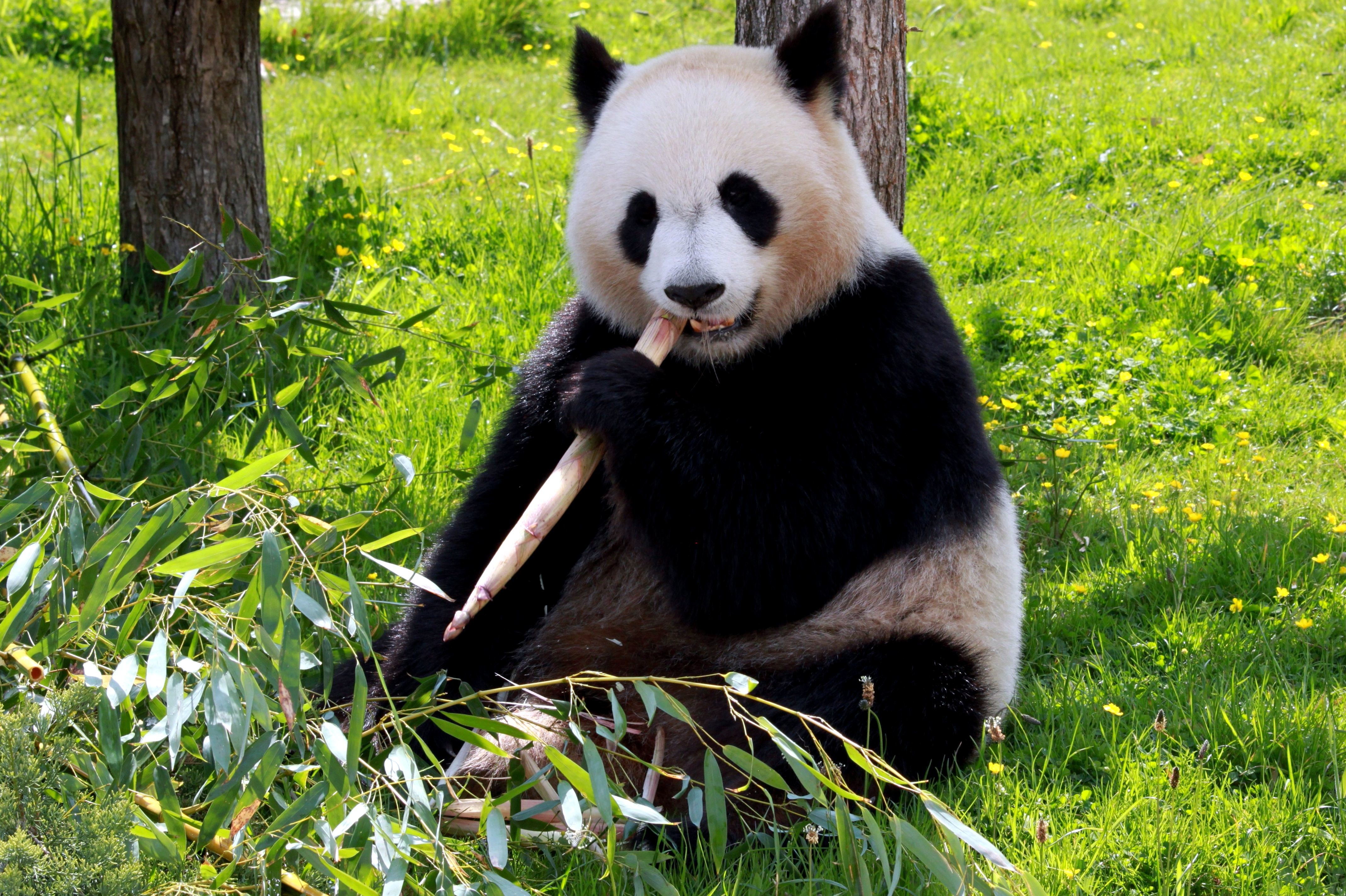 Free picture: panda bear, eating, bamboo, ground