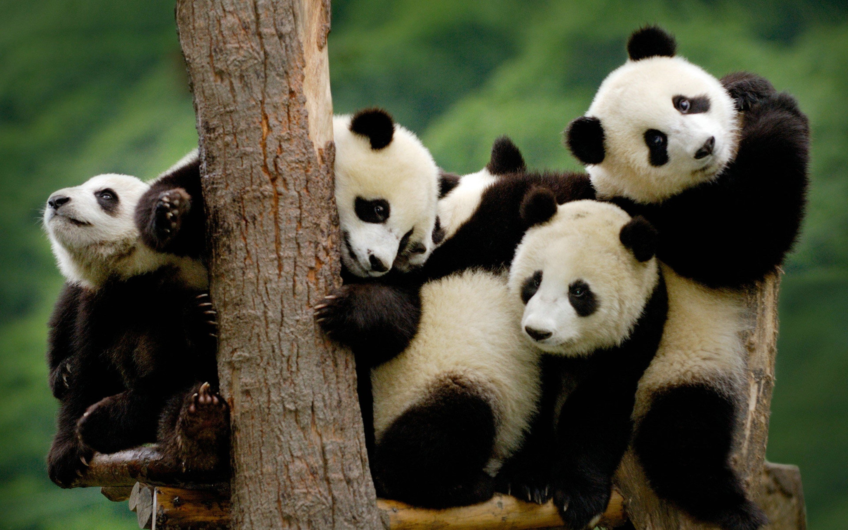 Cute-Baby-Panda-Bear-Photo-Free-Download - Guru Mavin