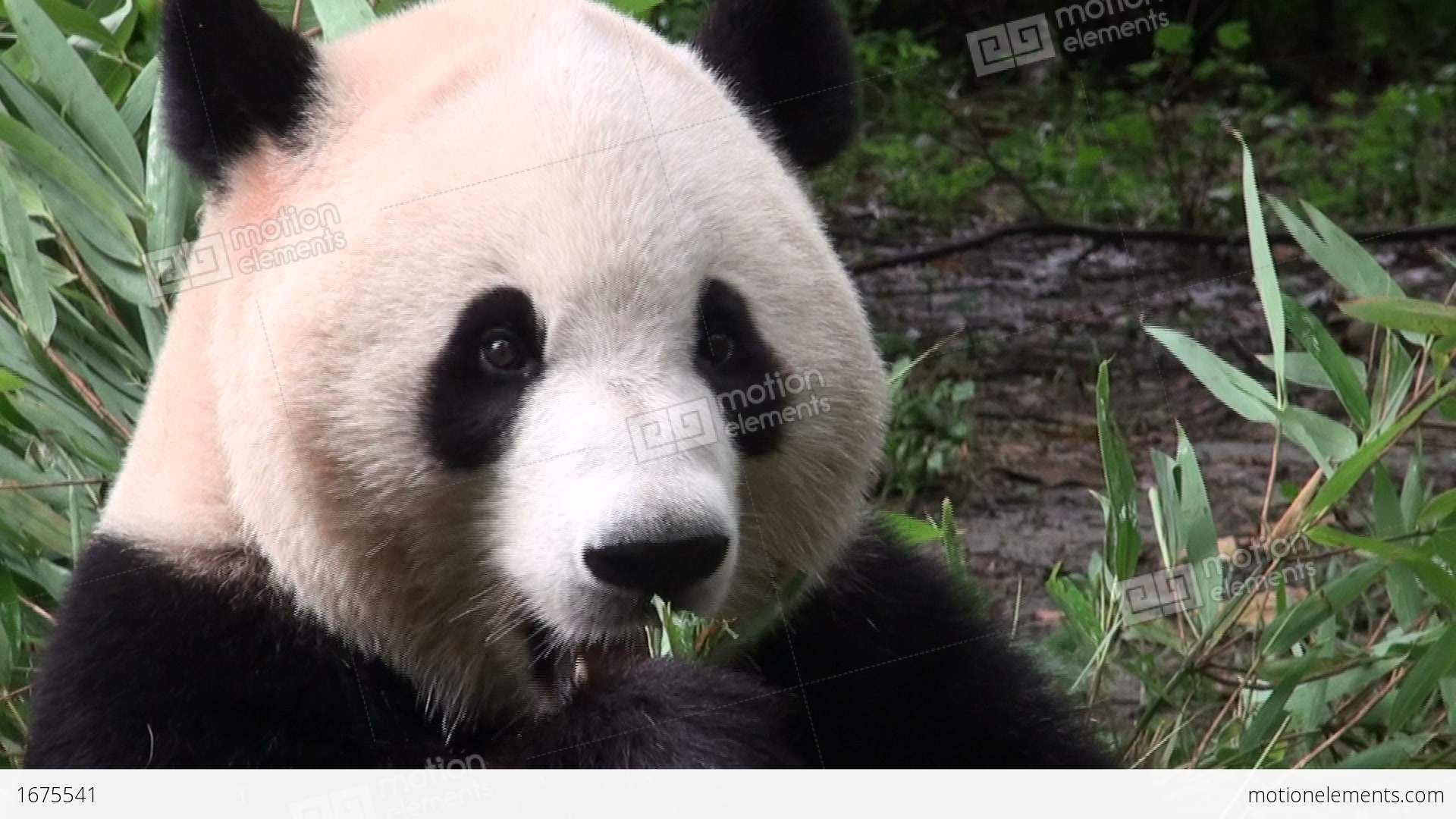 Giant Panda Bear Eating Bamboo Stock video footage | 1675541