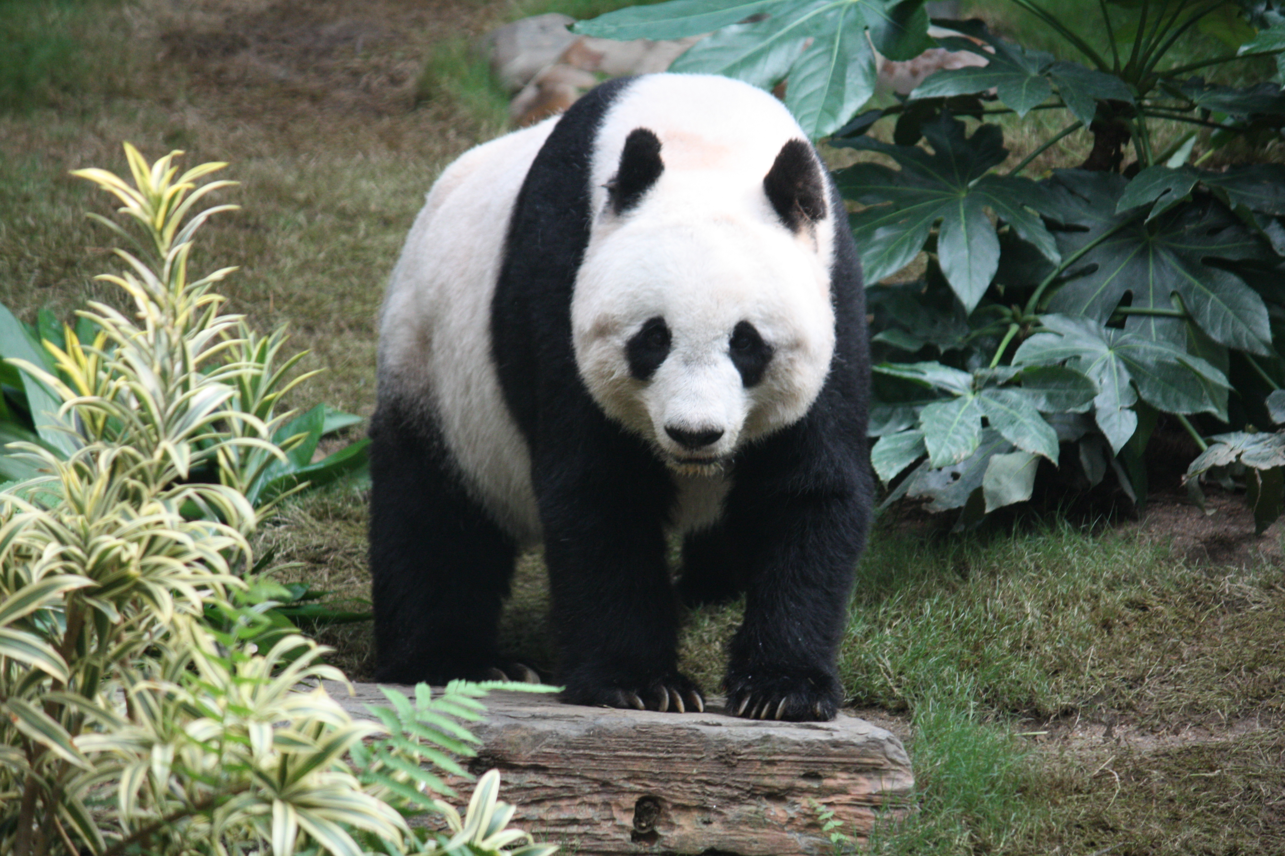 Saving the giant panda bear