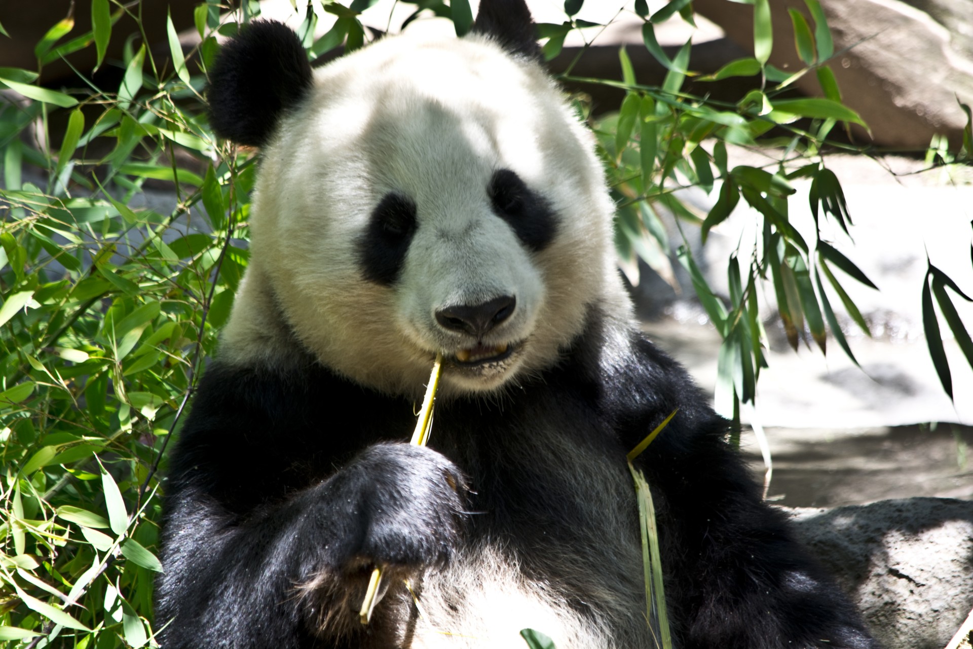 Panda Bear Free Stock Photo - Public Domain Pictures