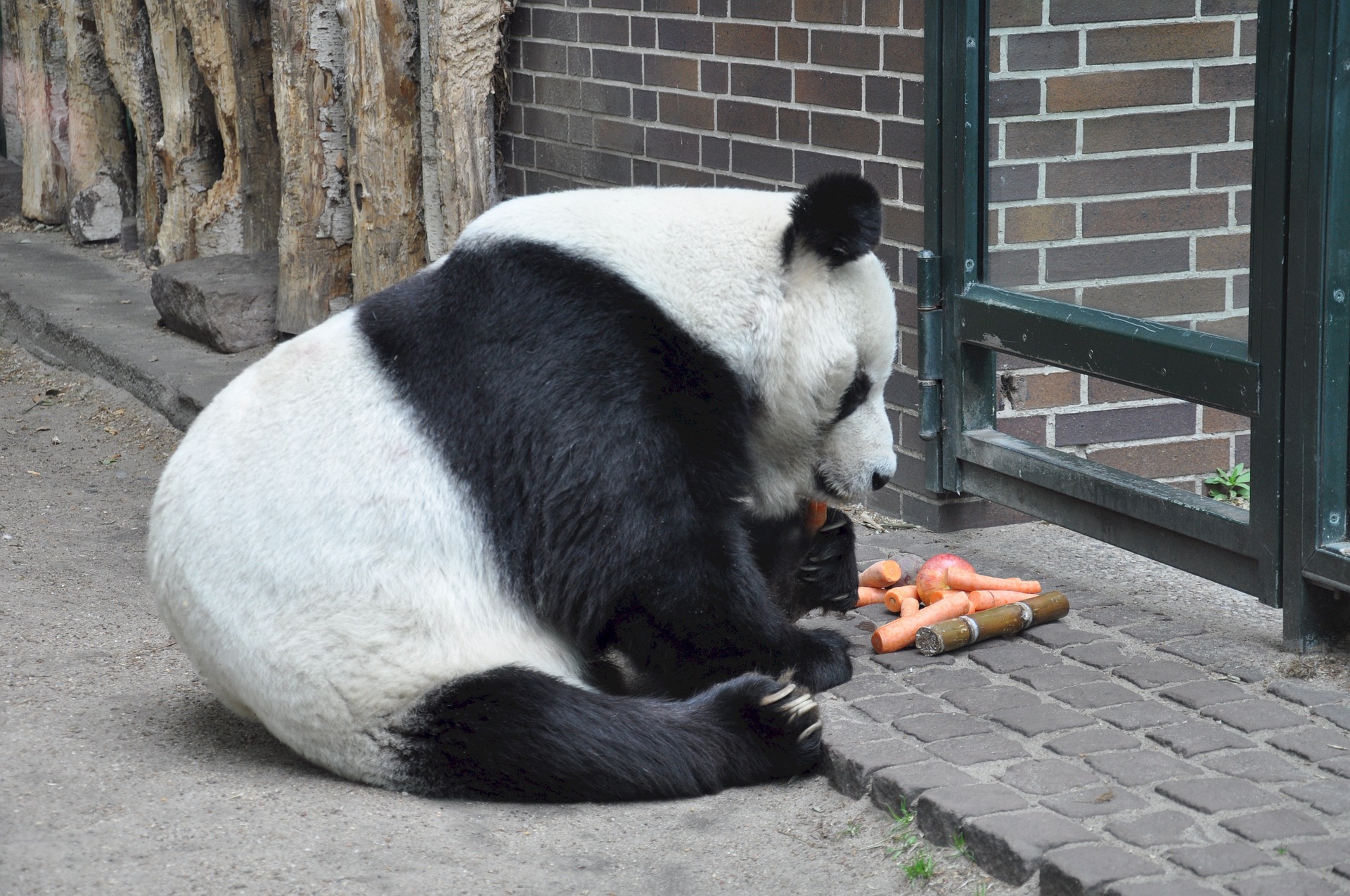 Panda eating food photo