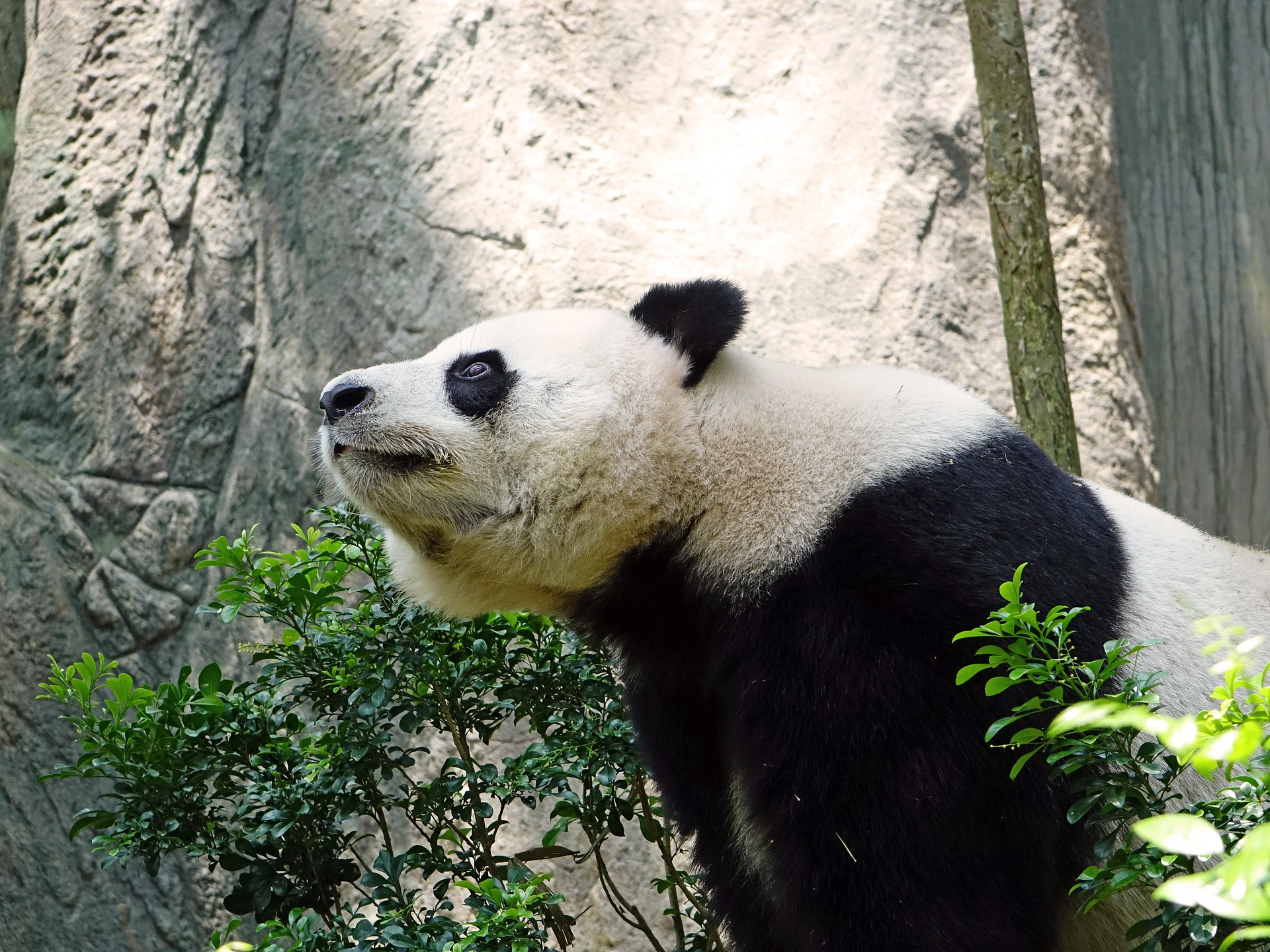 Panda in the zoo photo
