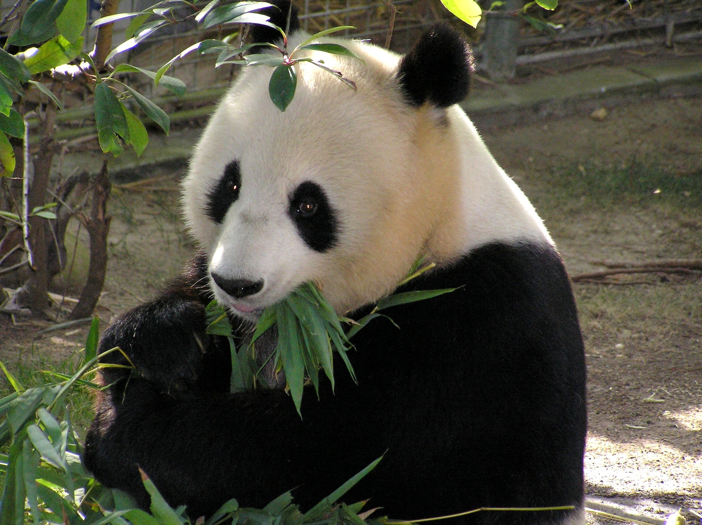 Panda in the zoo photo