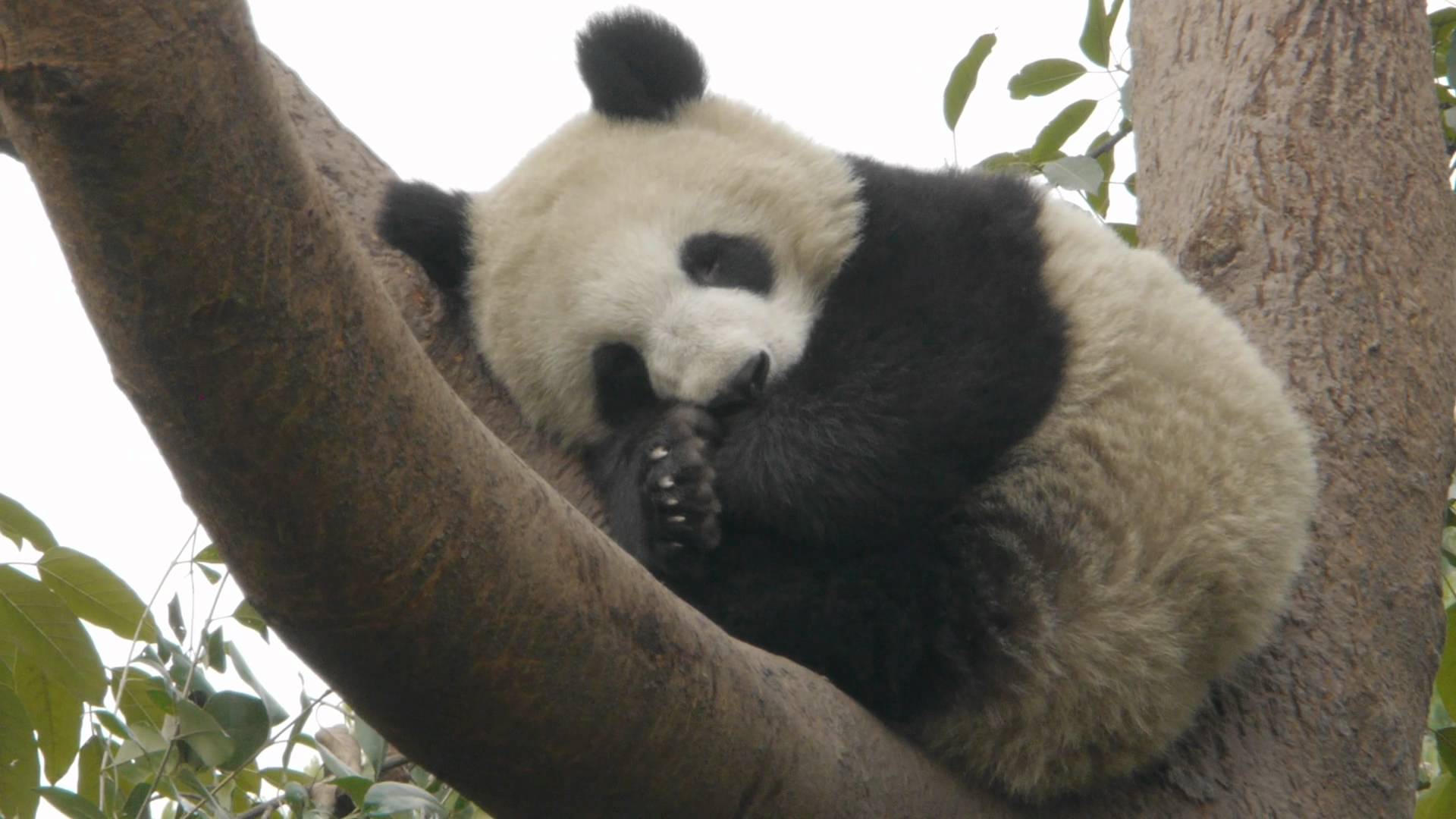 Cute Panda Sleeping - YouTube