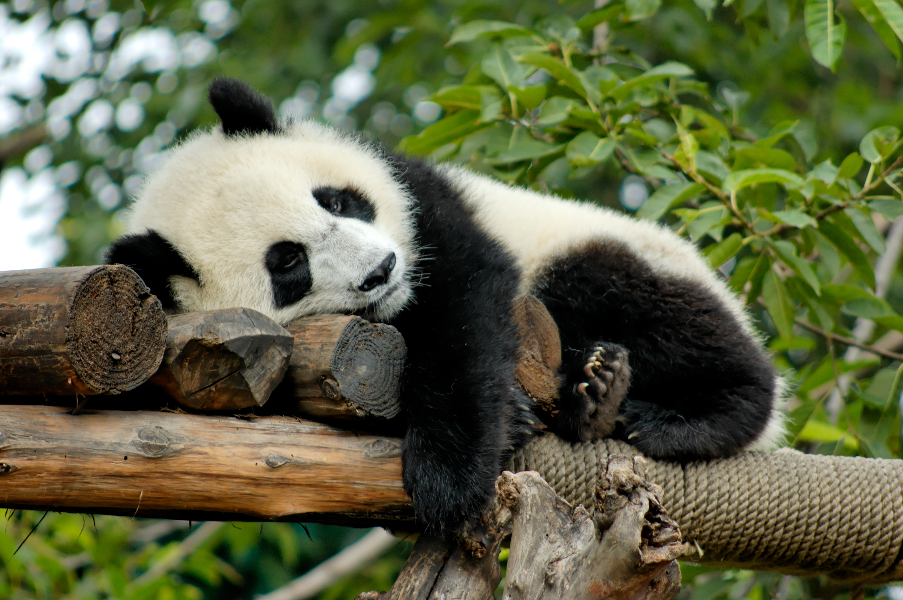 Panda Sleeping - Serious Facts
