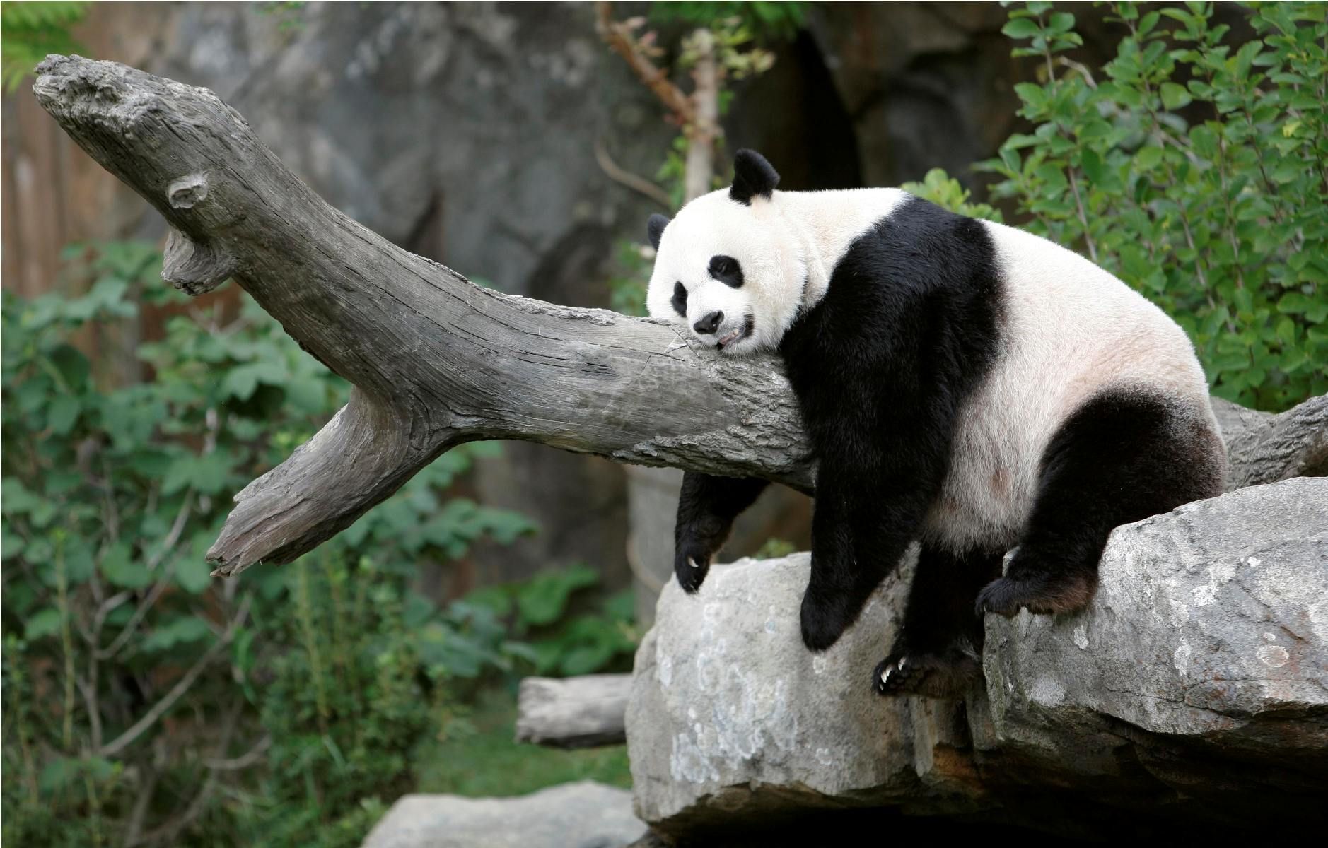 Panda Sleeping | 141 | Pinterest | Panda and Wallpaper
