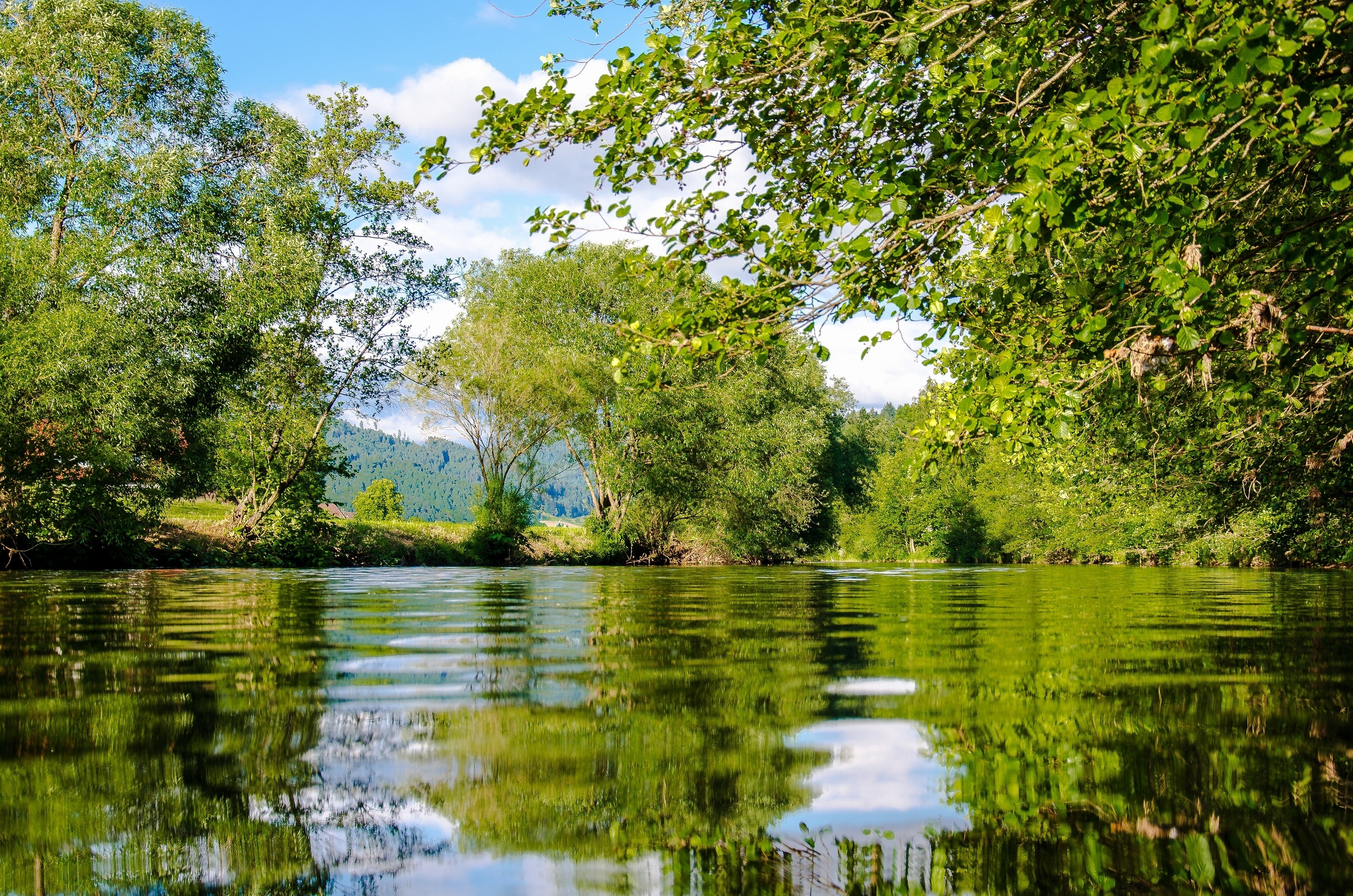 Panoramic Photo of Bushes Near Pond, Environment, River, Vegetation, Trees, HQ Photo