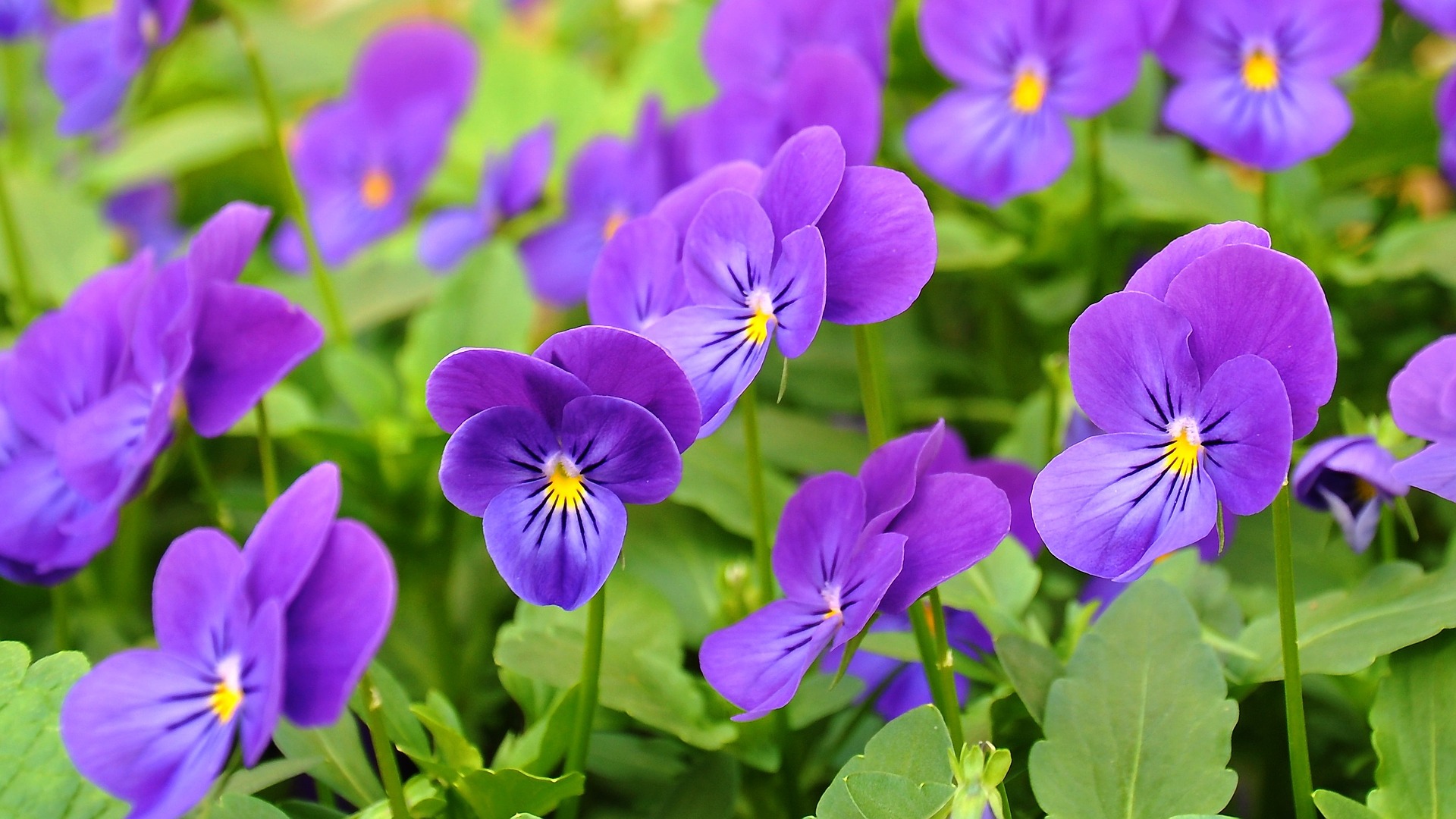 Growing Pansies: How to Plant, Grow, and Care for Pansy Flowers: The ...