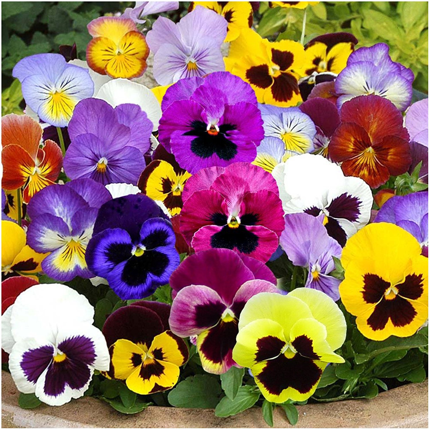 Amazon.com : Package of 600 Seeds, Pansy 