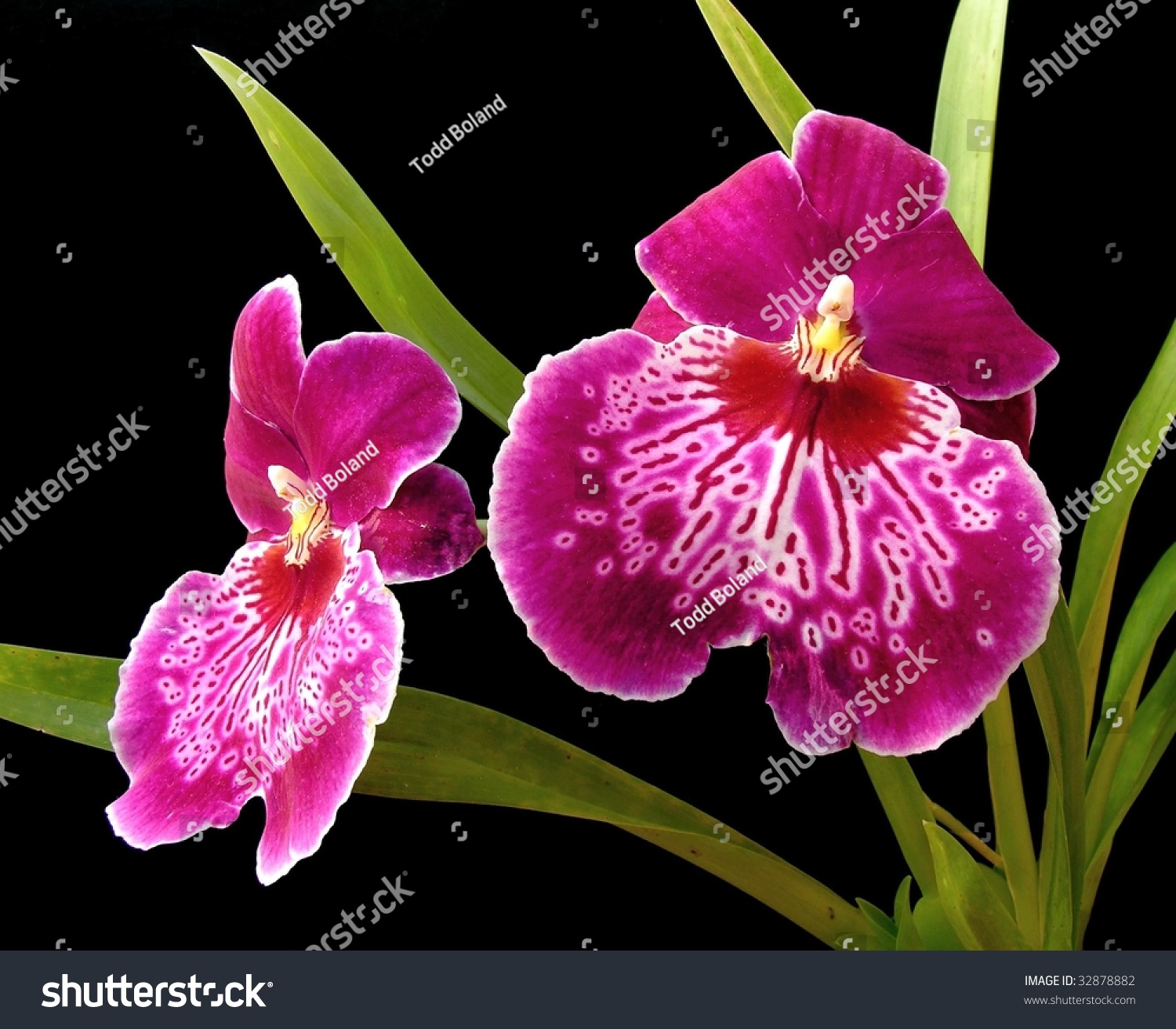 Red Pansy Orchid Miltonia Hybrid Stock Photo (Royalty Free) 32878882 ...