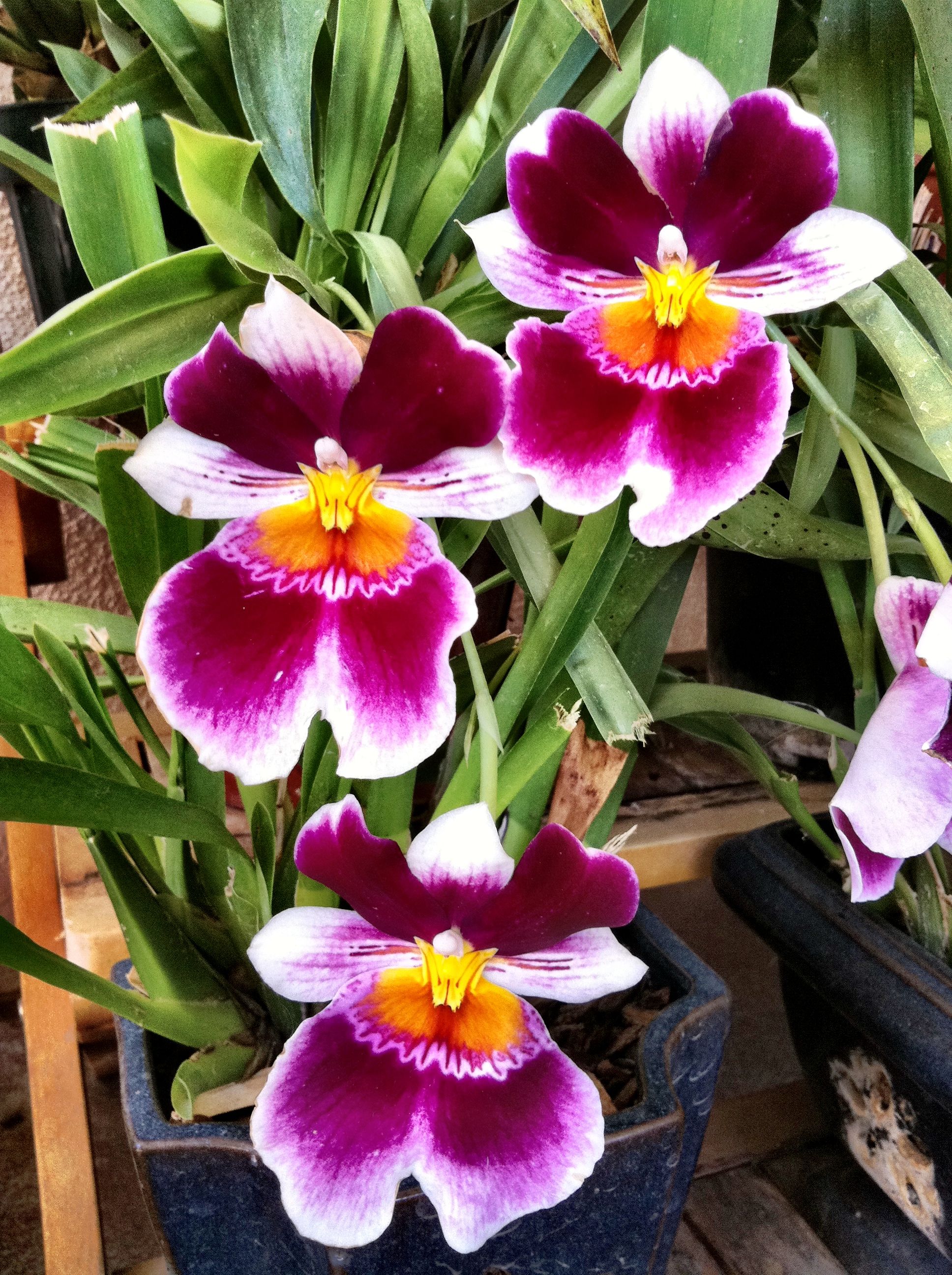 Purple Miltonia orchid in my menagerie of plants | Beautiful Places ...