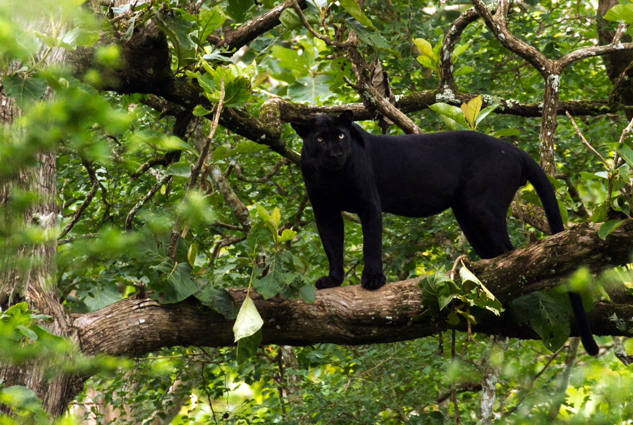 Black panther - Wikipedia